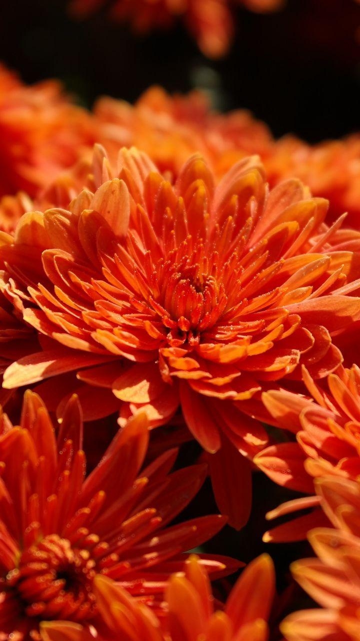 Orange Chrysantheme, Blüte, Blumenbild, Naturfotografie, 720x1280 HD Handy