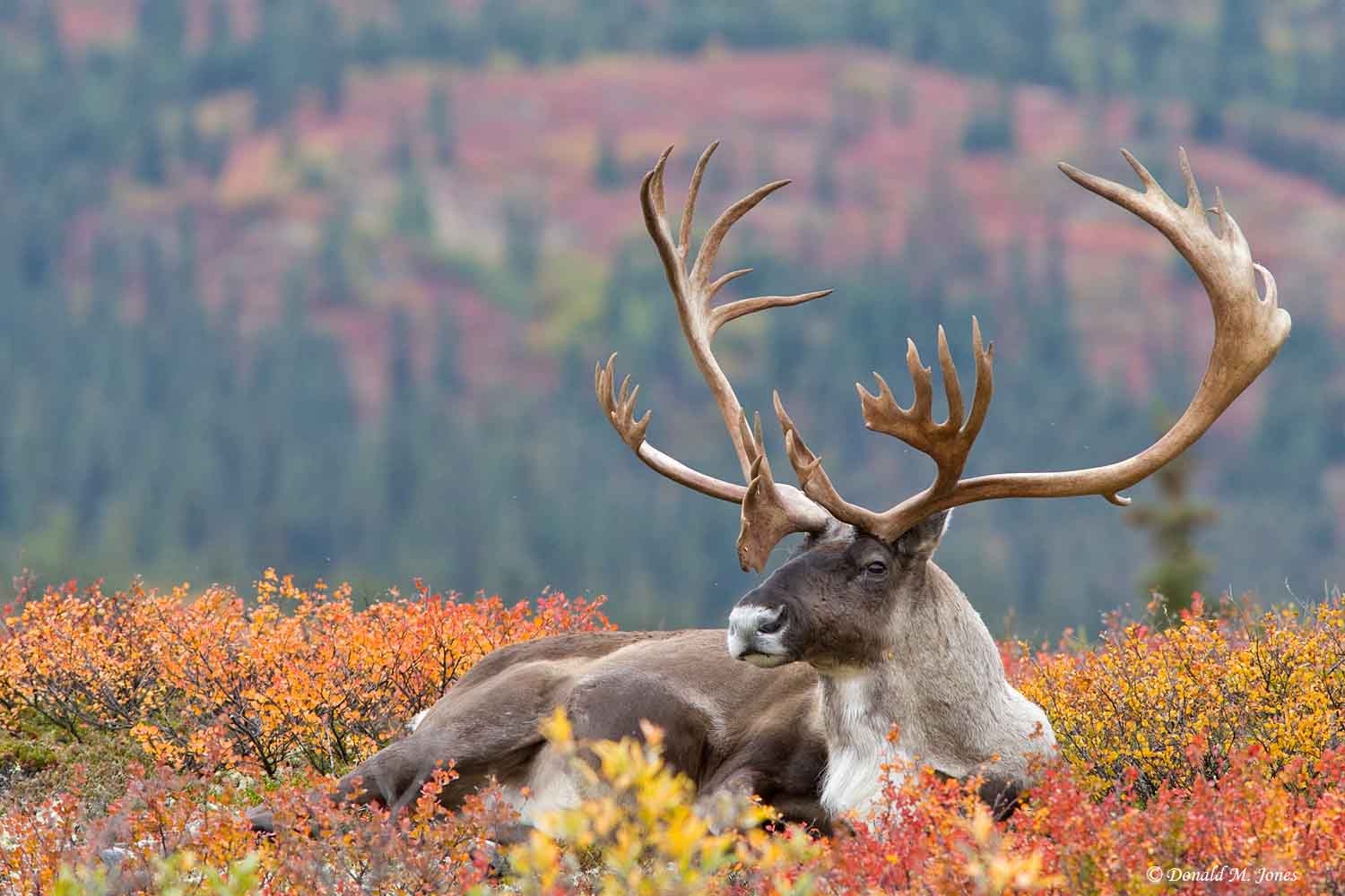 Karibu, Tierwelt, Hintergrund, Antilope, Natur, 1500x1000 HD Desktop