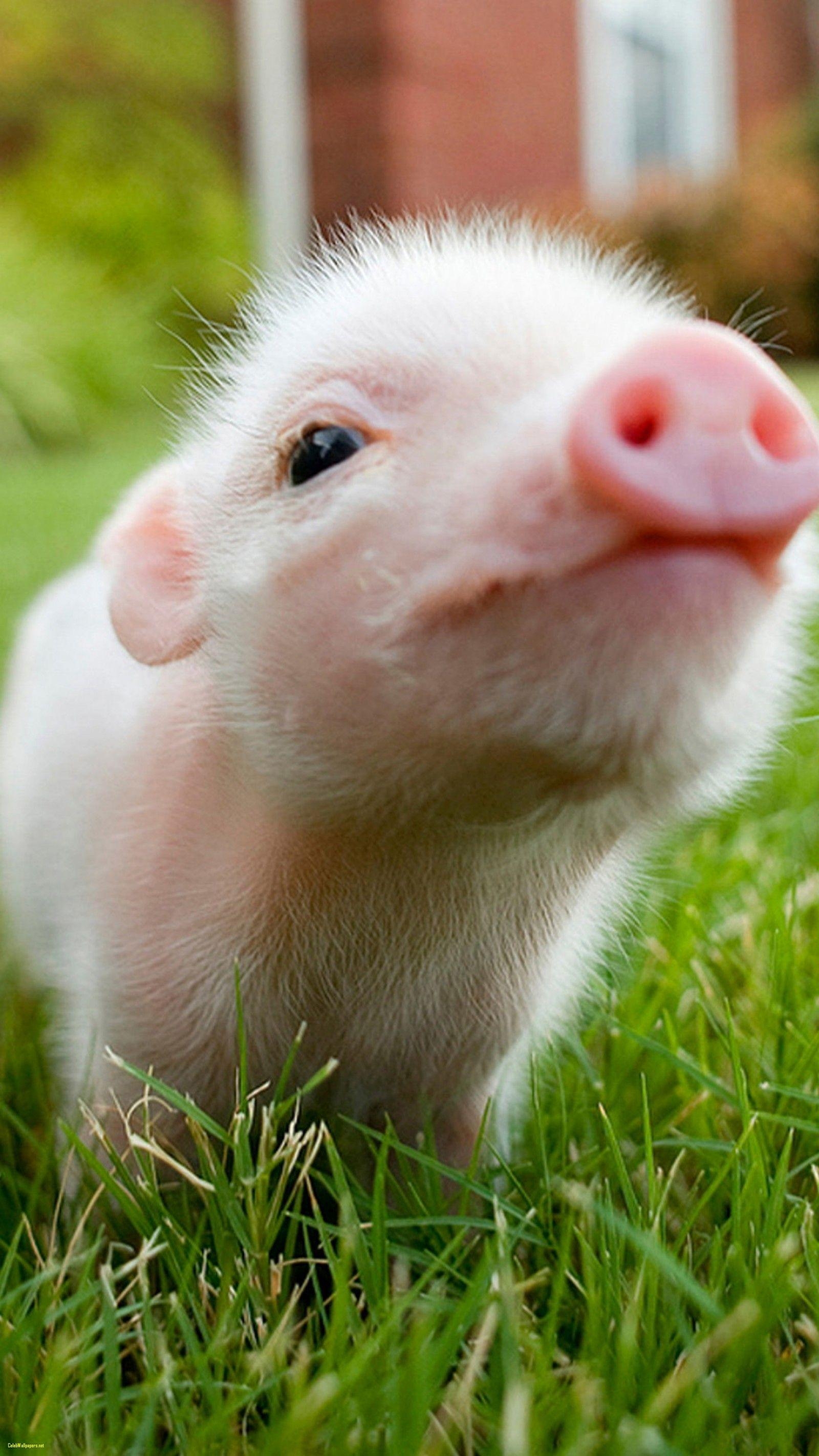 Schwein, lieblich, Hintergrund, Fotografie, Tier, 1600x2850 HD Handy