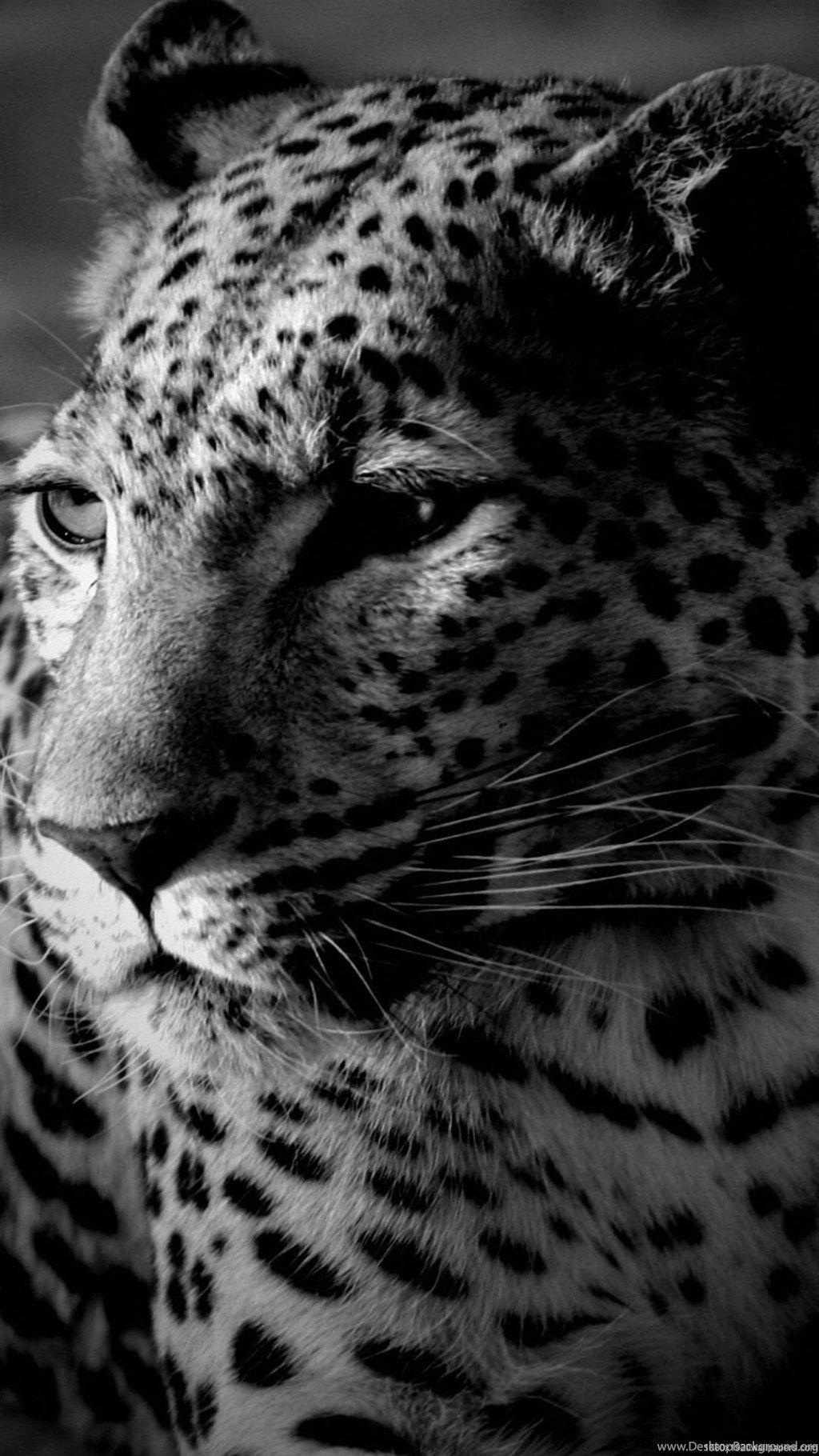 Gepard, Tiere, HD, Desktop Hintergrund, Wildkatze, 1030x1820 HD Handy