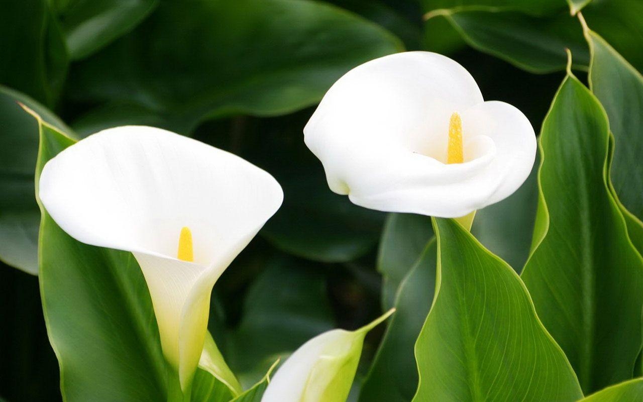 Calla-Lilie, HD, Natur, Reinheit, Blume, 1280x800 HD Desktop