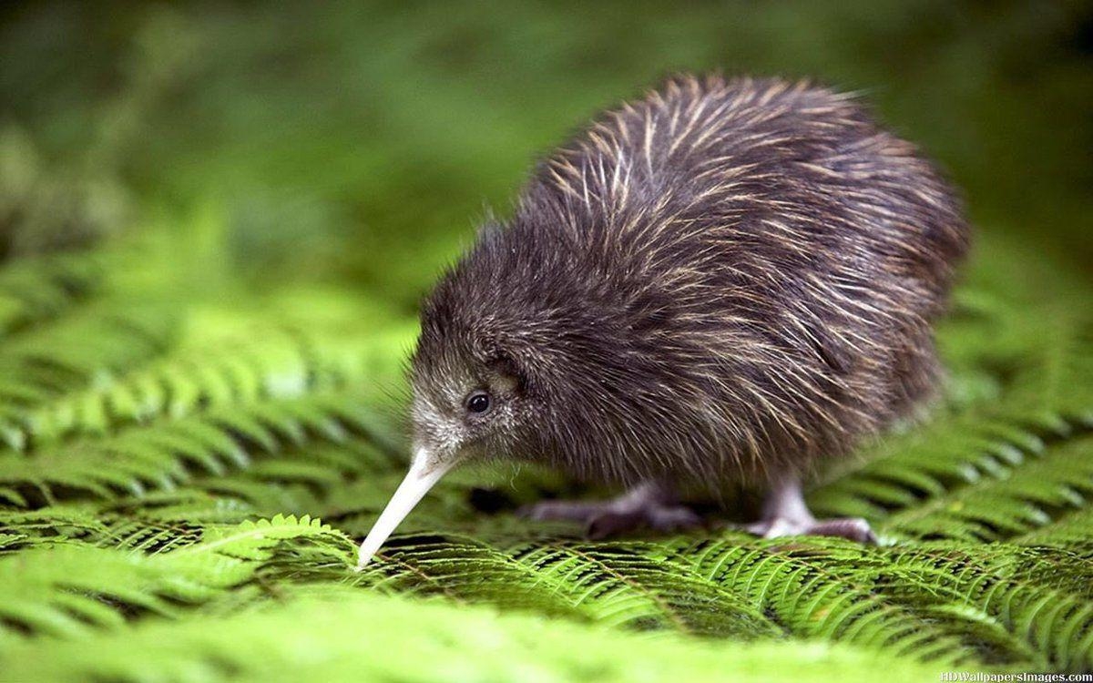 Kiwi Vogel, Süß, Tier, Foto, Haustiere, 1200x750 HD Desktop