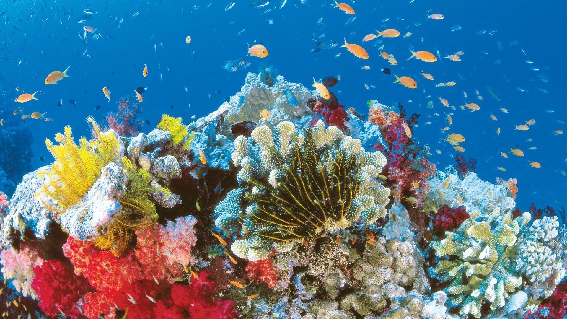 Great Barrier Reef, Natur, Hochauflösung, Korallen, Meer, 1920x1080 Full HD Desktop