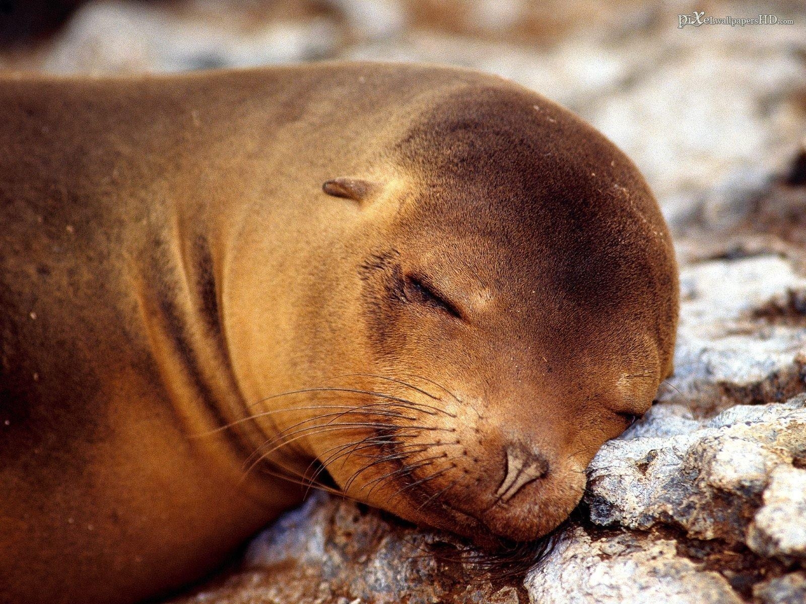 Seelöwe, HD, Desktop, Hintergrund, Wasser, 1600x1200 HD Desktop