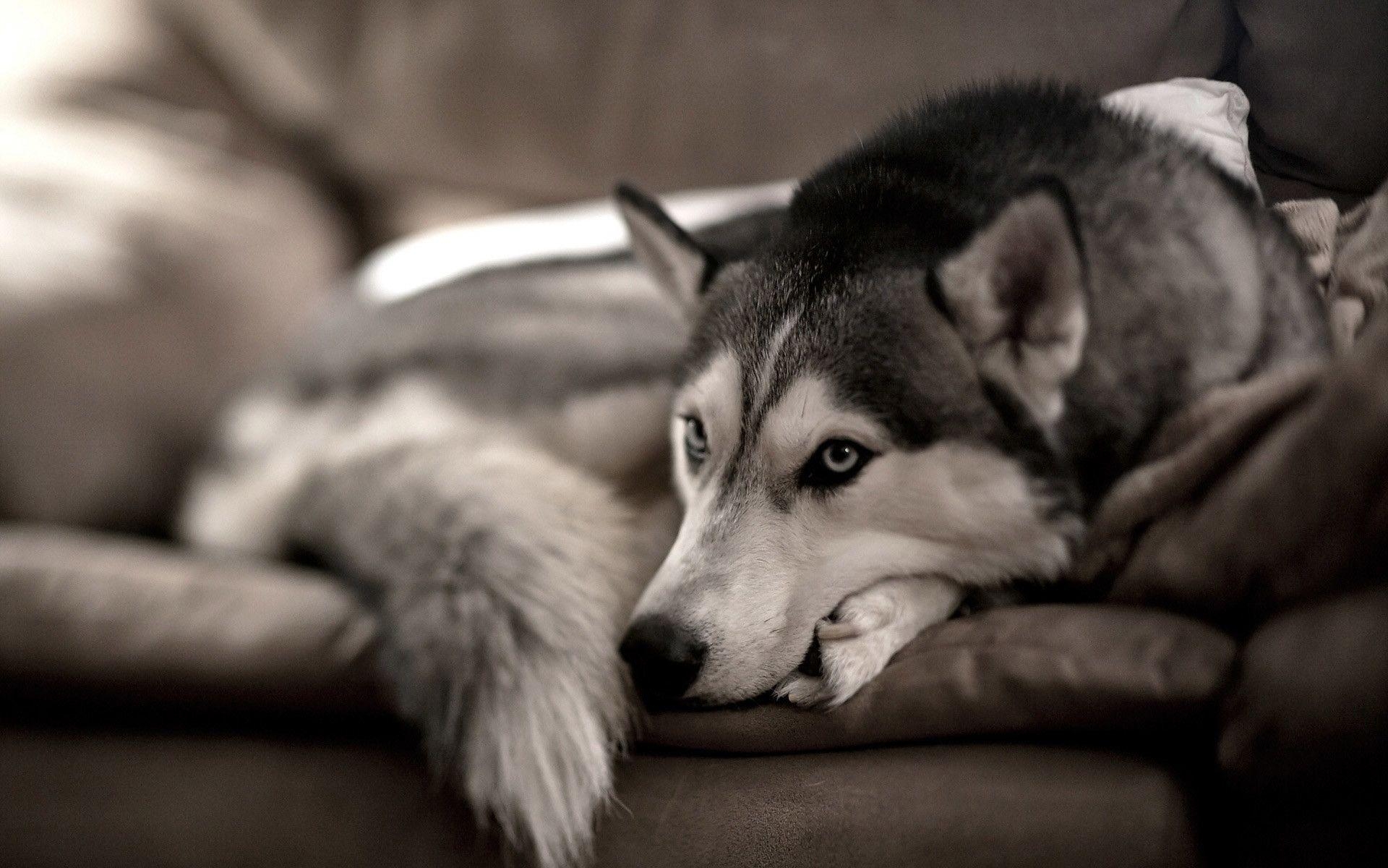 Sibirische Huskies, Hund, süß, tierisch, Schlittenhund, 1920x1200 HD Desktop