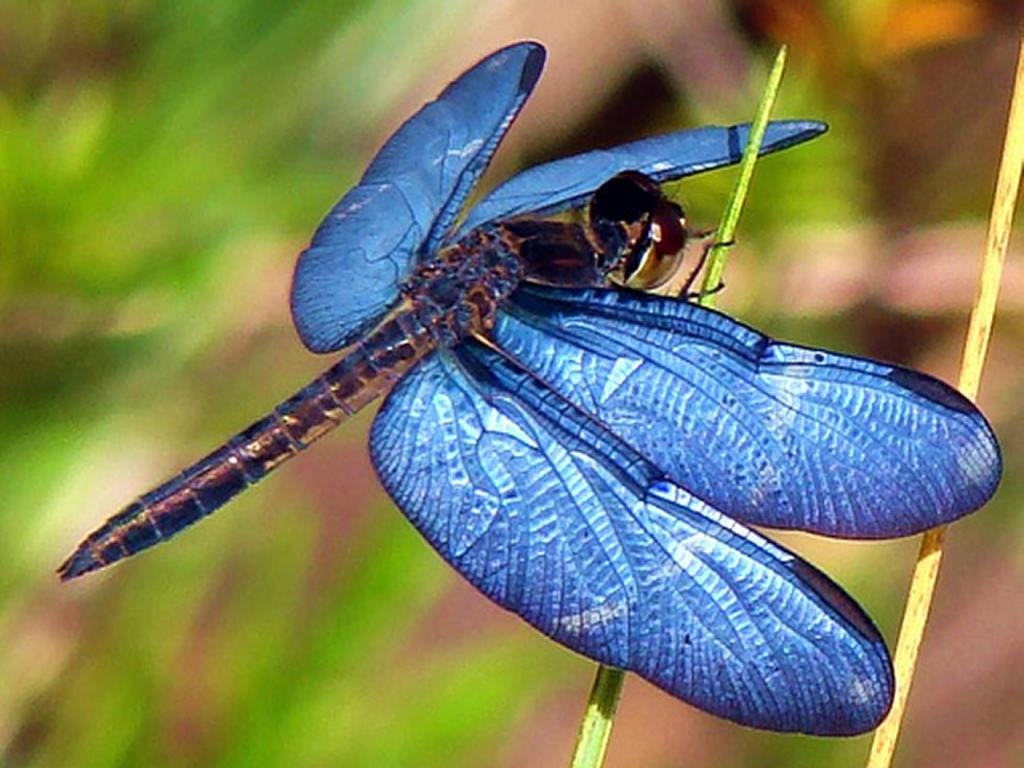 Libellen x768, Bild, Natur, Insekten, Tierwelt, 1030x770 HD Desktop