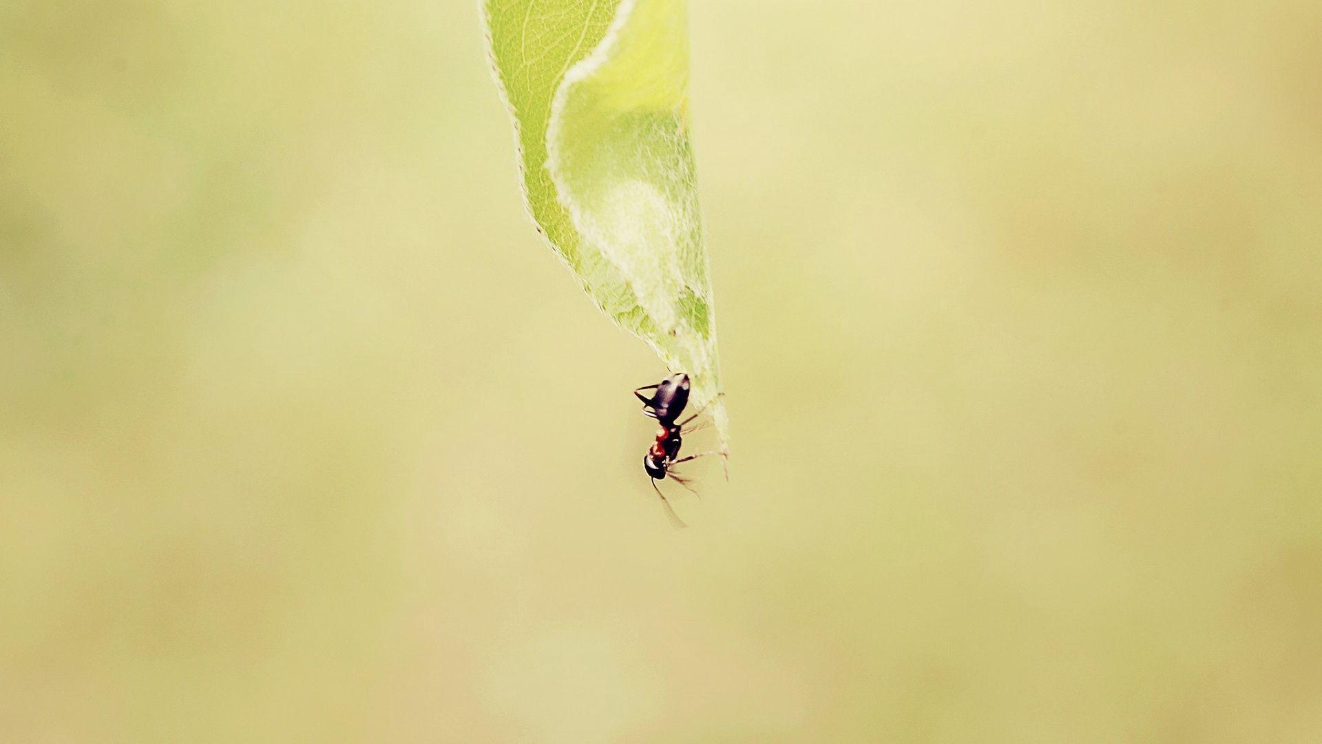 Ameise, Gras, Hintergrund, Insekten, Download, 1920x1080 Full HD Desktop