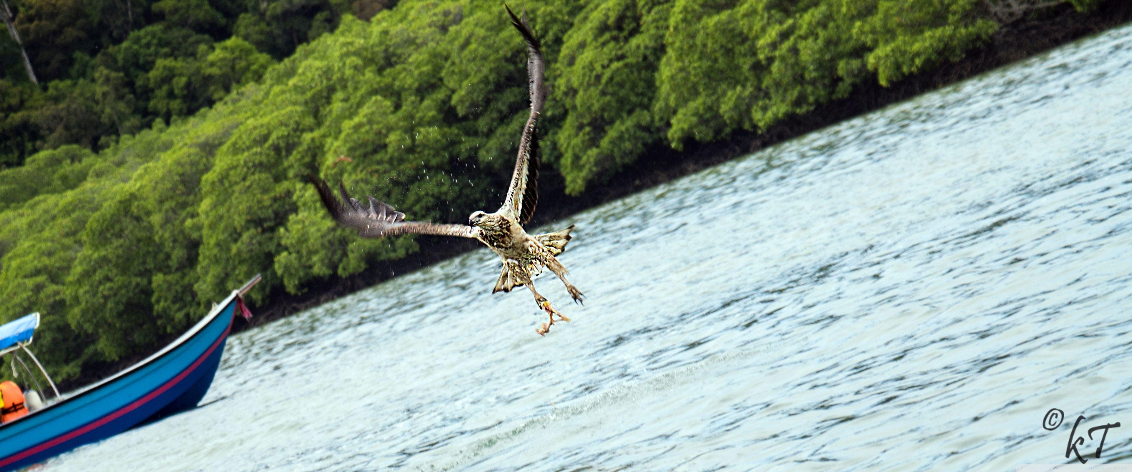 Langkawi, Adler, Fütterung, Ultra HD, Hintergrund, 3840x1600 Dual Screen Desktop