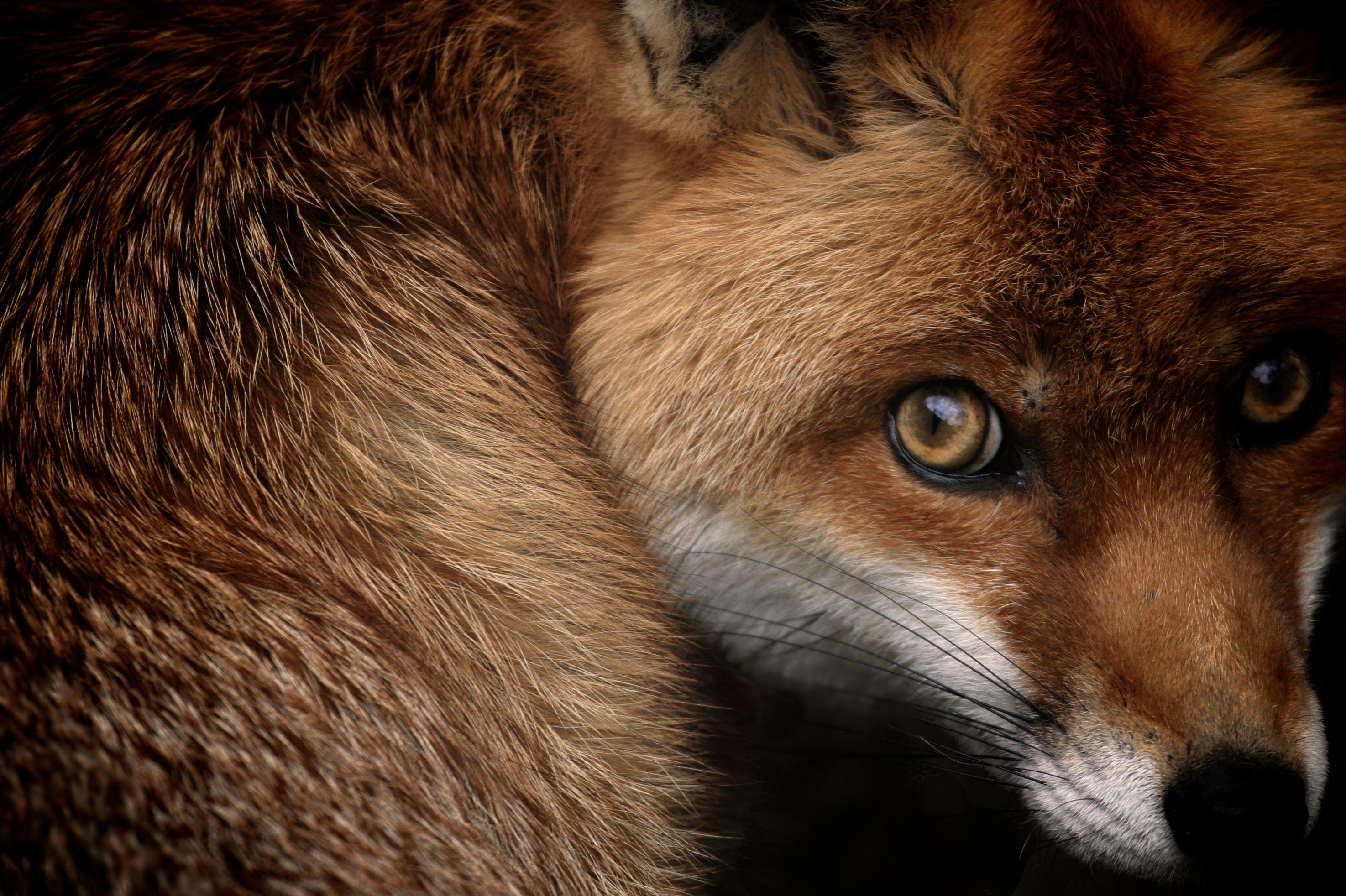 Roter Fuchs, National Geographic, HD, Tiere, Wildnis, 2950x1970 HD Desktop