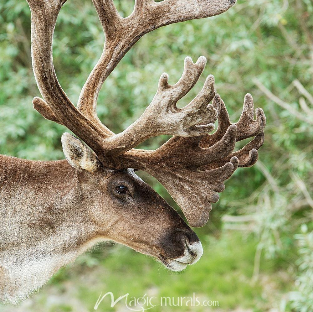 Karibu, Wandbild, Natur, Tiere, Szene, 1000x1000 HD Desktop