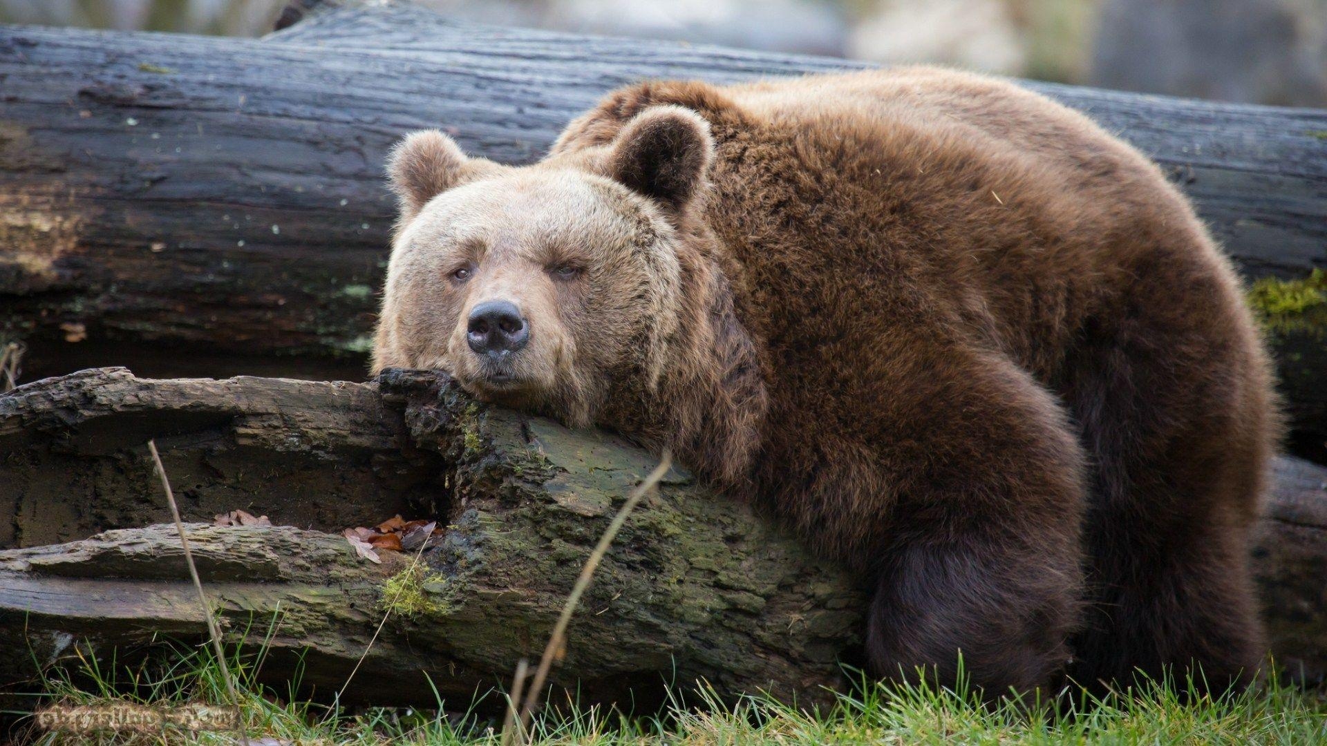 Grizzlybär, Bär, HD, Hintergrund, Naturliebhaber, 1920x1080 Full HD Desktop