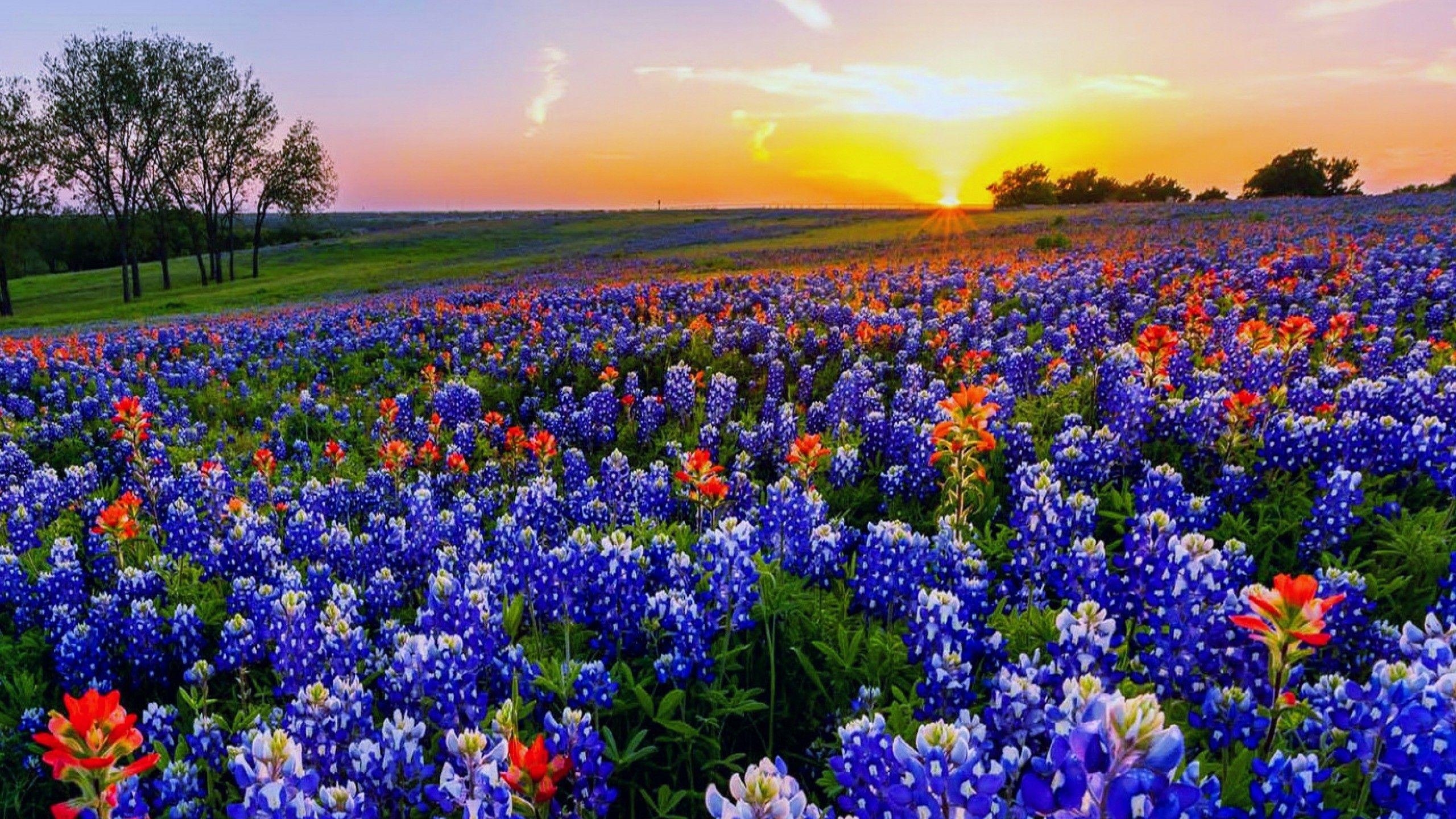 Texas, Wildblumen, Natur, Blumen, Fotografie, 2560x1440 HD Desktop