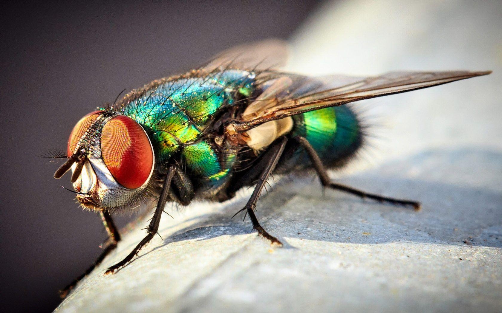 Insekt, Grüne Fliege, Makro, Foto, Desktop, 1680x1050 HD Desktop