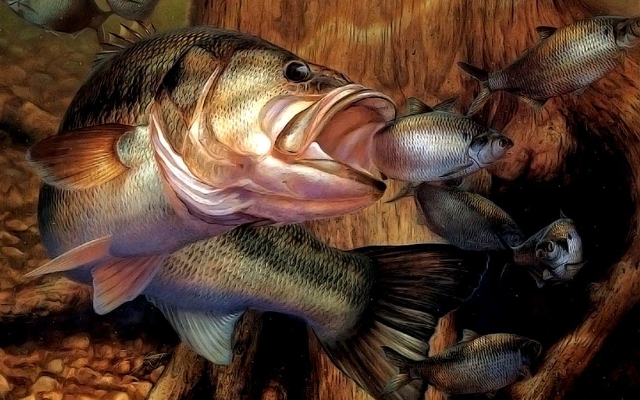 Bass, Download, Fisch, HD, Hintergrund, 1310x820 HD Desktop