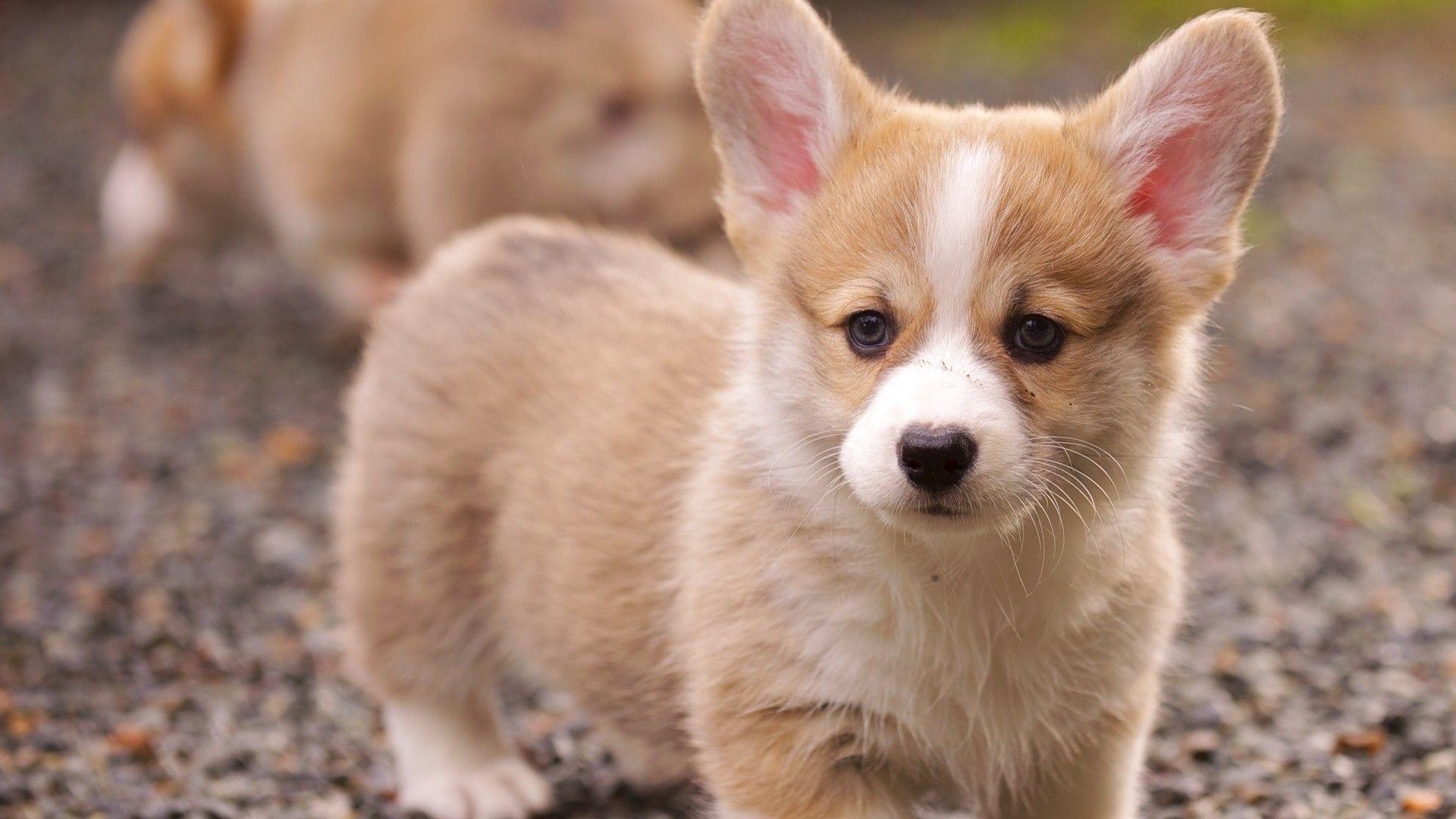 Corgi, Hintergrundbild, Hund, Tier, Niedlich, 1920x1080 Full HD Desktop