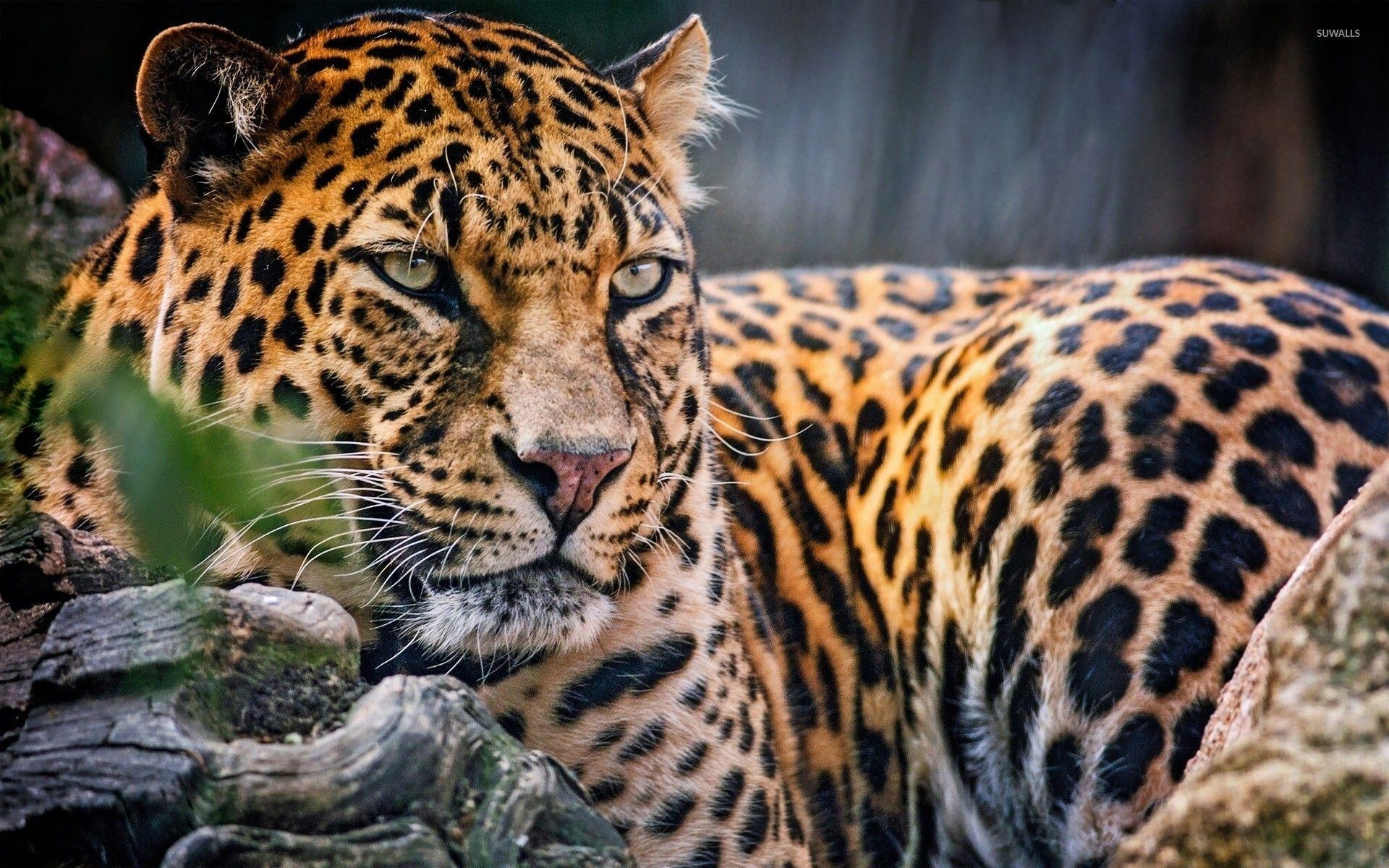 Leopard, Tierwelt, Fotografie, Wildnis, Raubtier, 1920x1200 HD Desktop