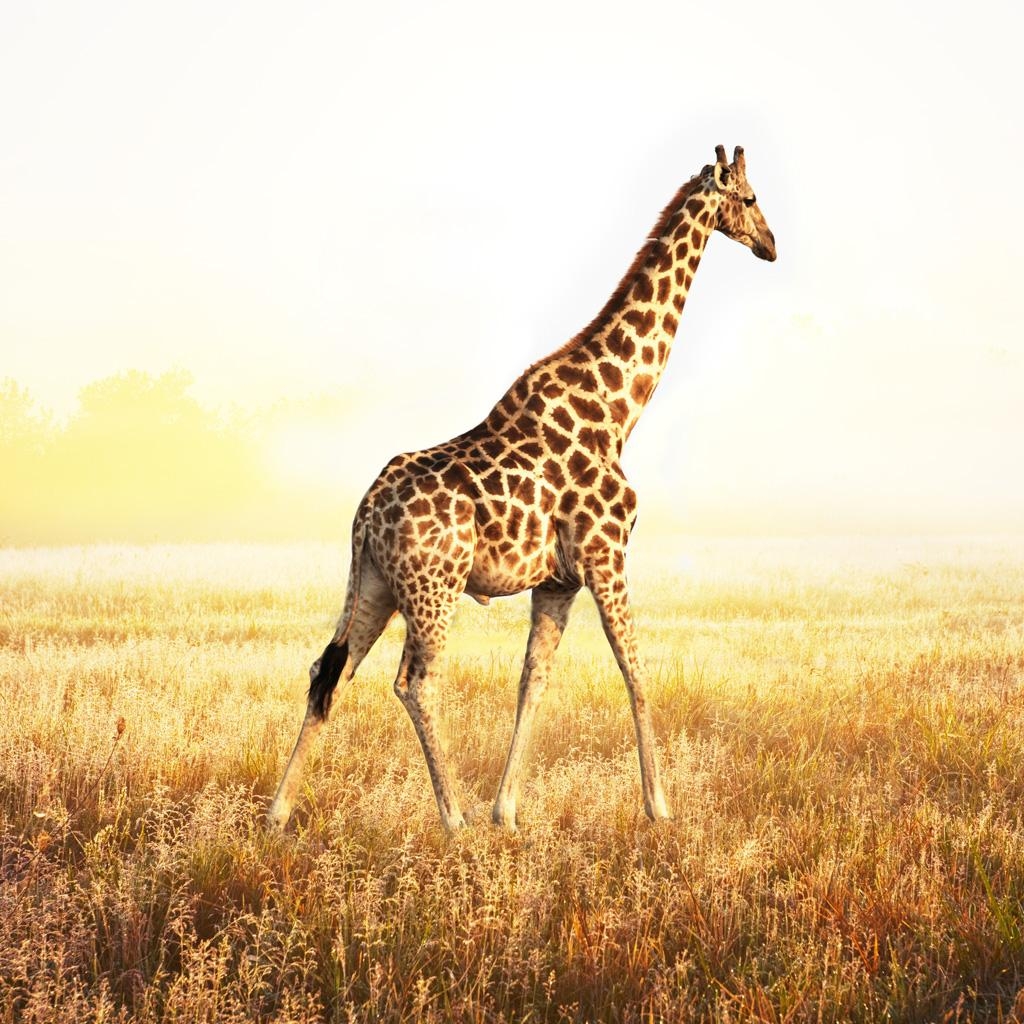 Giraffe, Hintergrund, 16x1024, HD, Tiere, 1030x1030 HD Handy