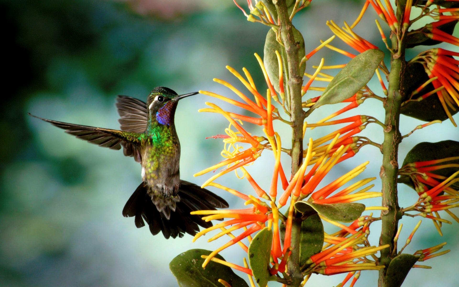 Kolibri, HD, Hintergrund, Fotografie, Realistisch, 1920x1200 HD Desktop