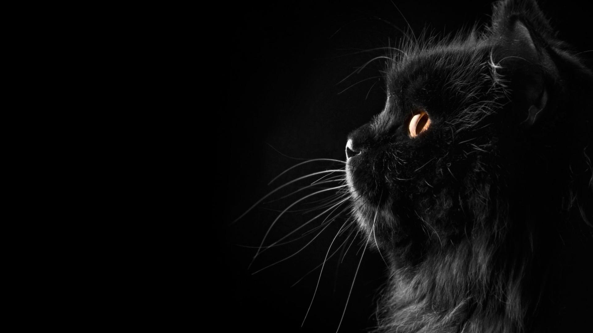 Schwarze Katze, Mystik, Dunkelheit, Eleganz, Tiere, 1920x1080 Full HD Desktop