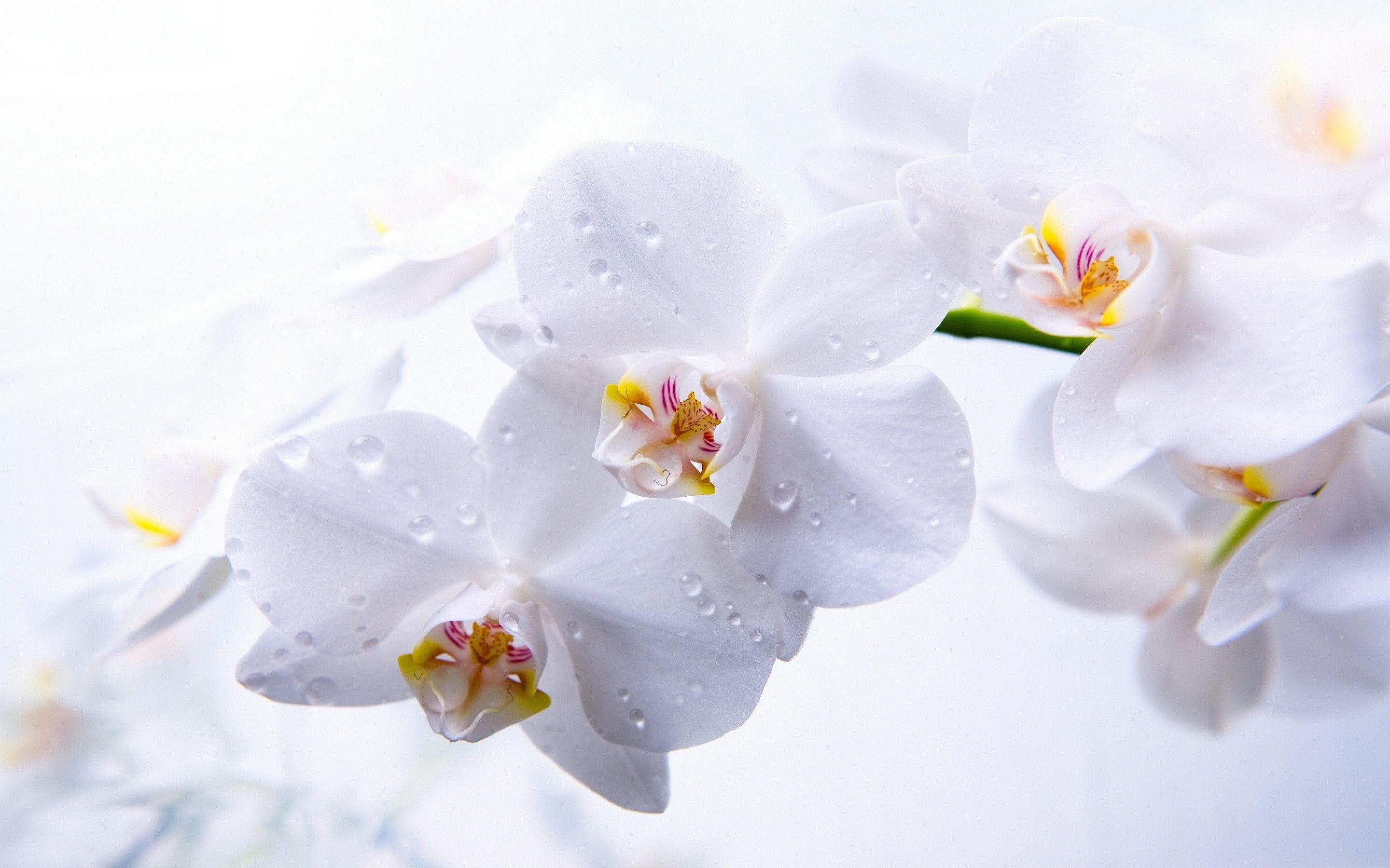 Orchidee, Natur, Hintergrund, Bild, Blume, 2880x1800 HD Desktop