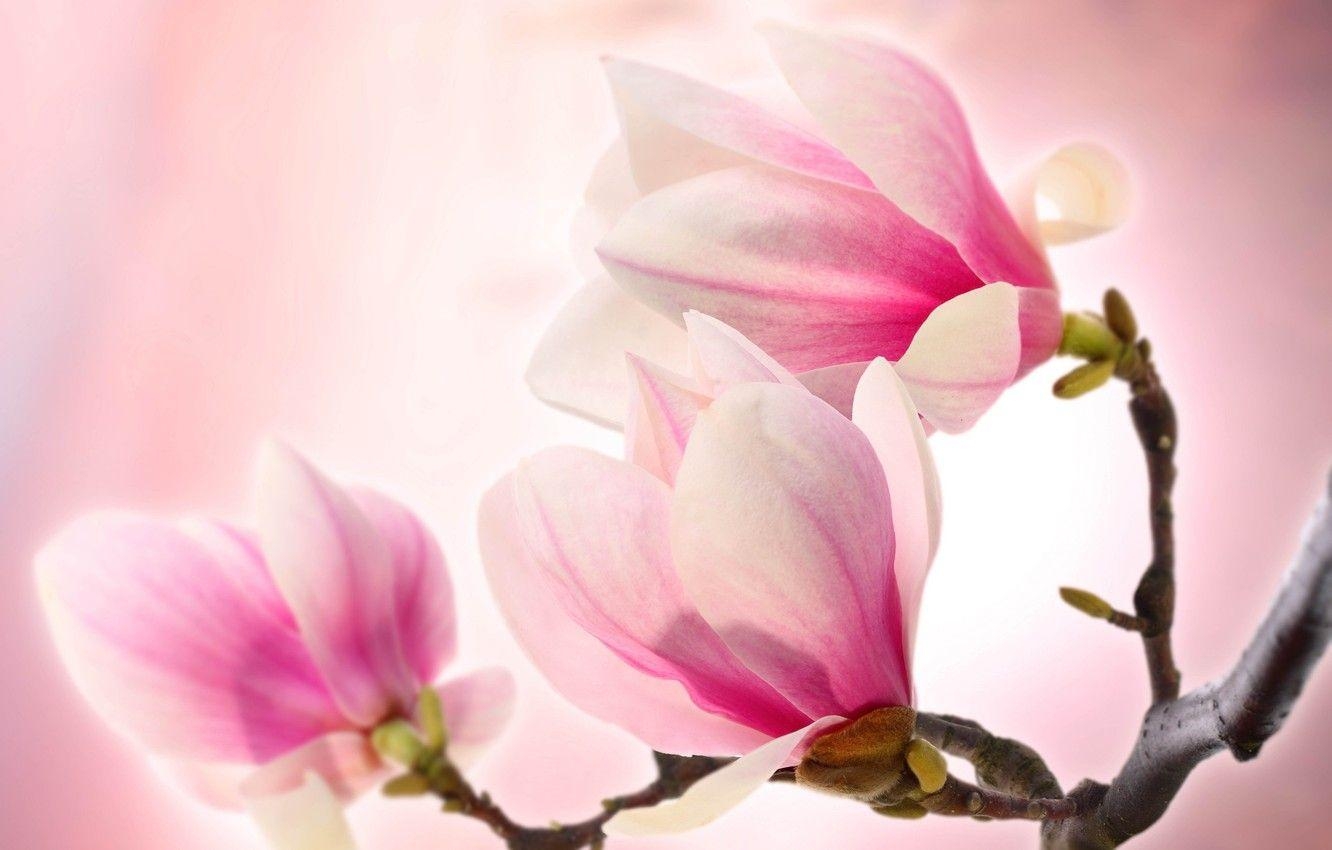 Rosa, Zartheit, Schönheit, Natur, Magnolie, 1340x850 HD Desktop