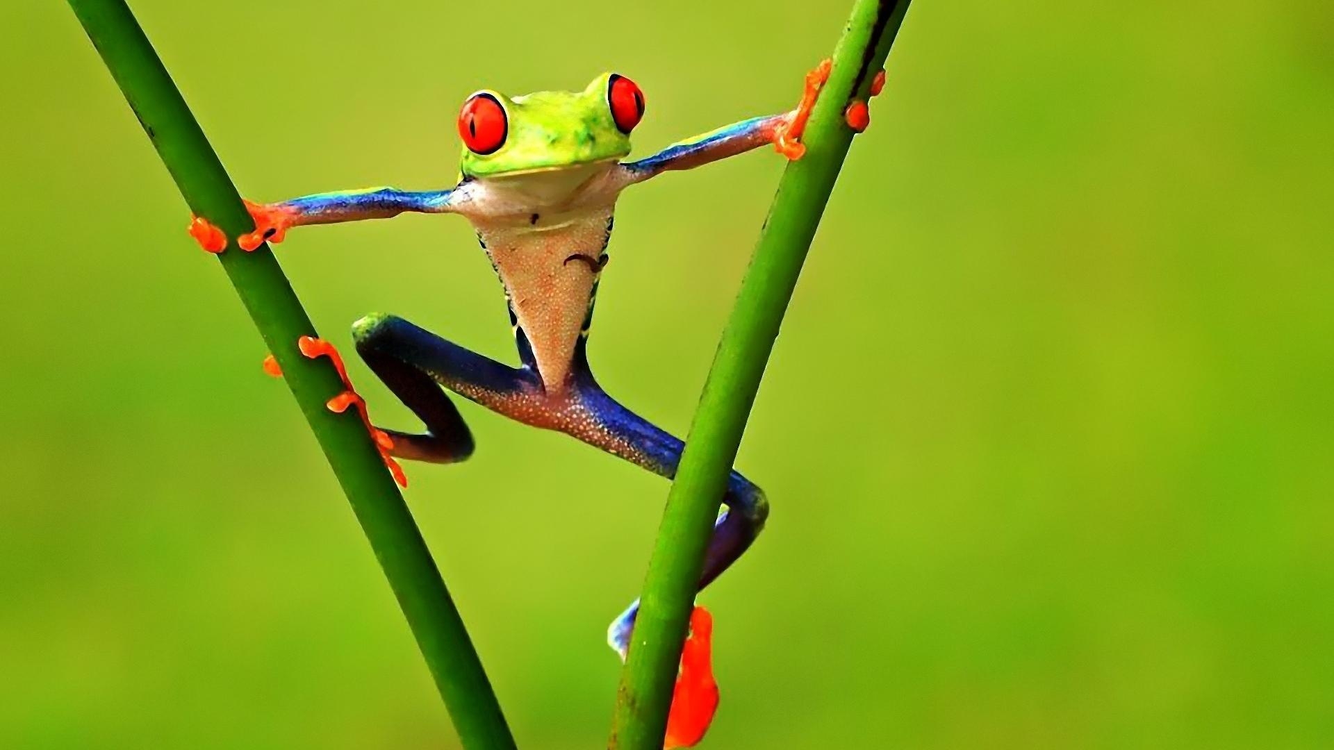 Frosch, Tiere, Lebensraum, Desktop, Hintergrund, 1920x1080 Full HD Desktop