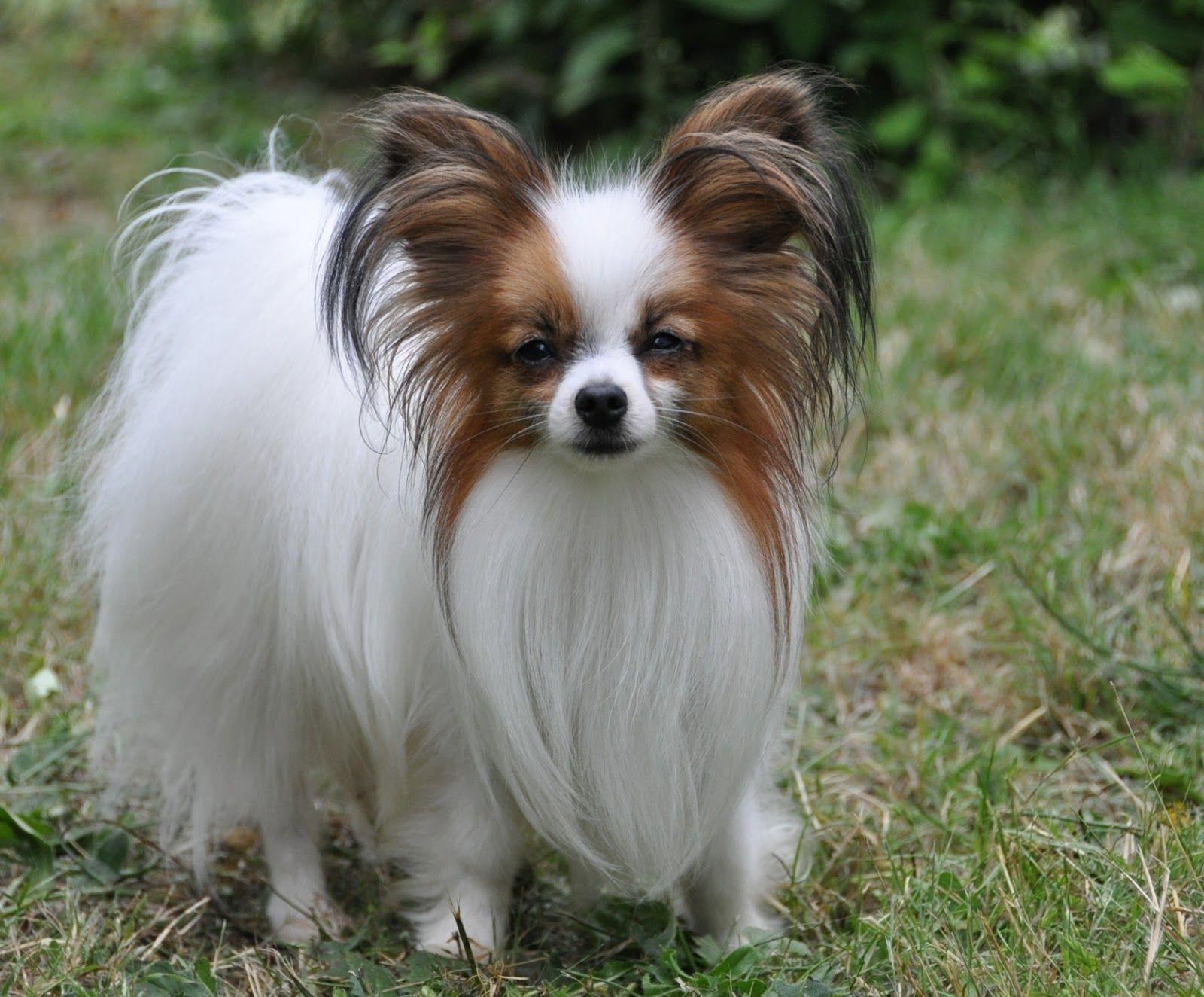 Papillon Hund, Rasse, Charakter, Temperament, Information, 1600x1330 HD Desktop