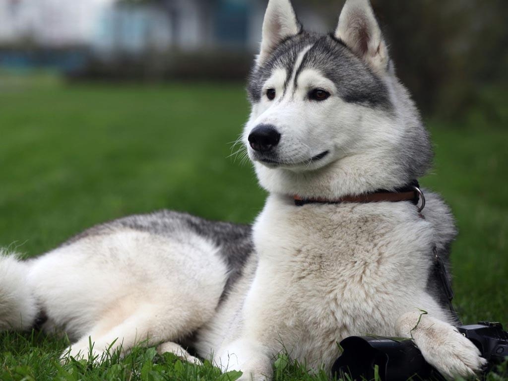 Alaskan Malamute, HD, Hintergrund, Hunde, Tiere, 1030x770 HD Desktop