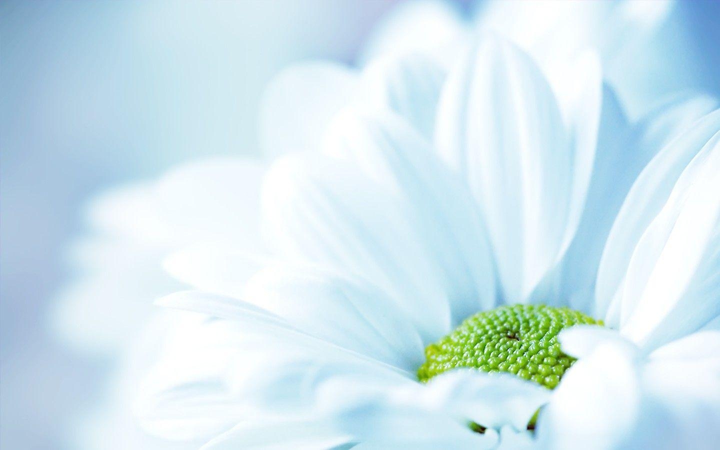 Chrysantheme, Natur, Detailaufnahme, Pflanze, Blume, 1440x900 HD Desktop