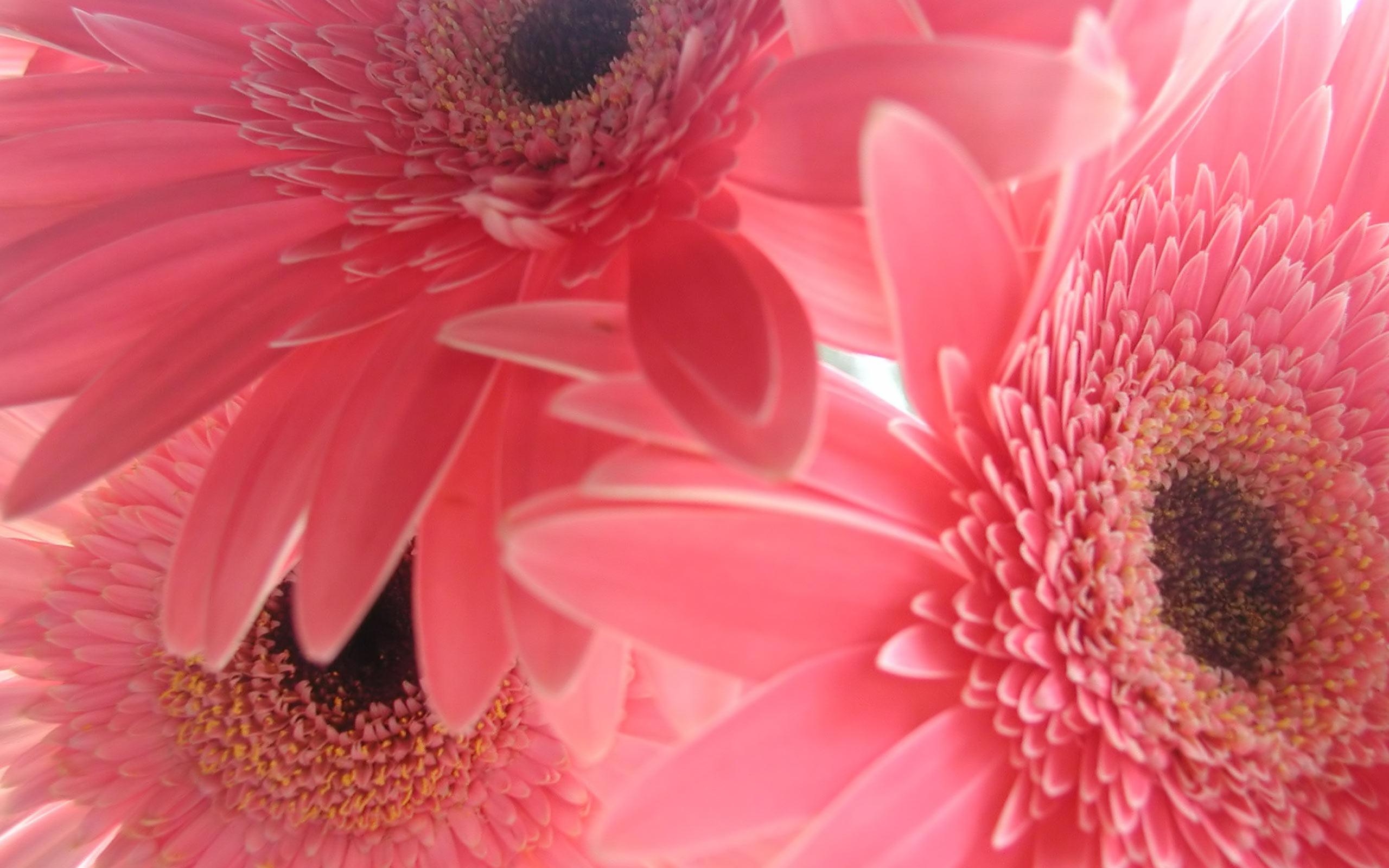 Gerbera Gänseblümchen, Pink, HD, Desktop, Hintergrund, 2560x1600 HD Desktop