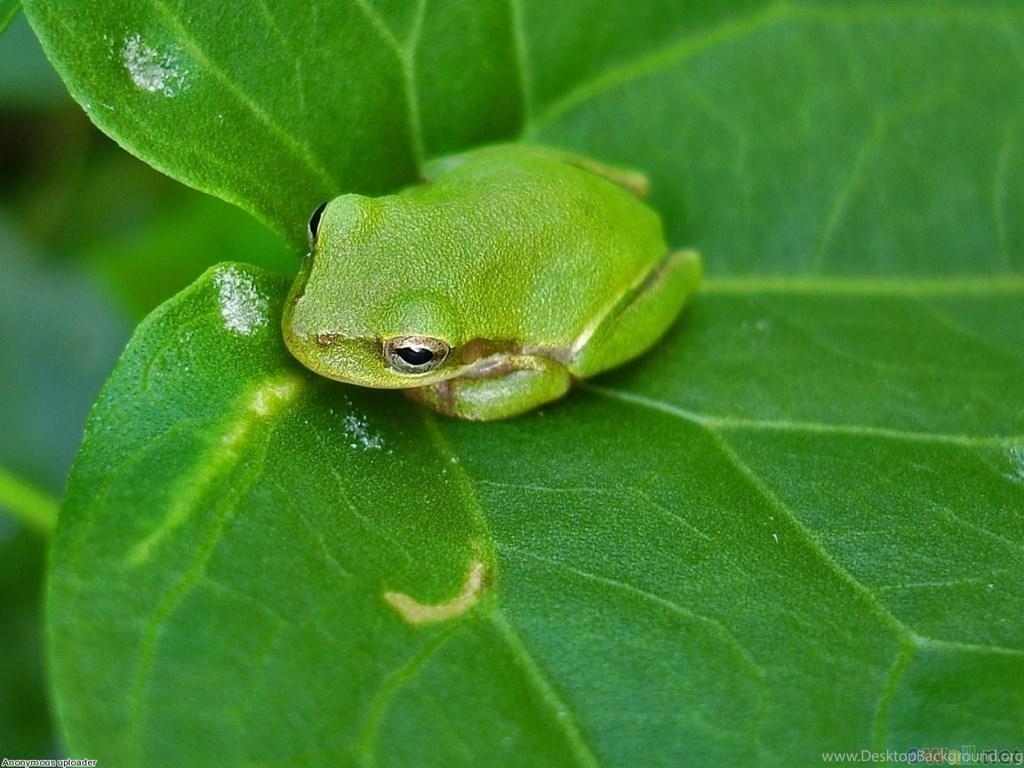 Kleiner, Grüner, Frosch, Hintergrund, Desktop, 1030x770 HD Desktop