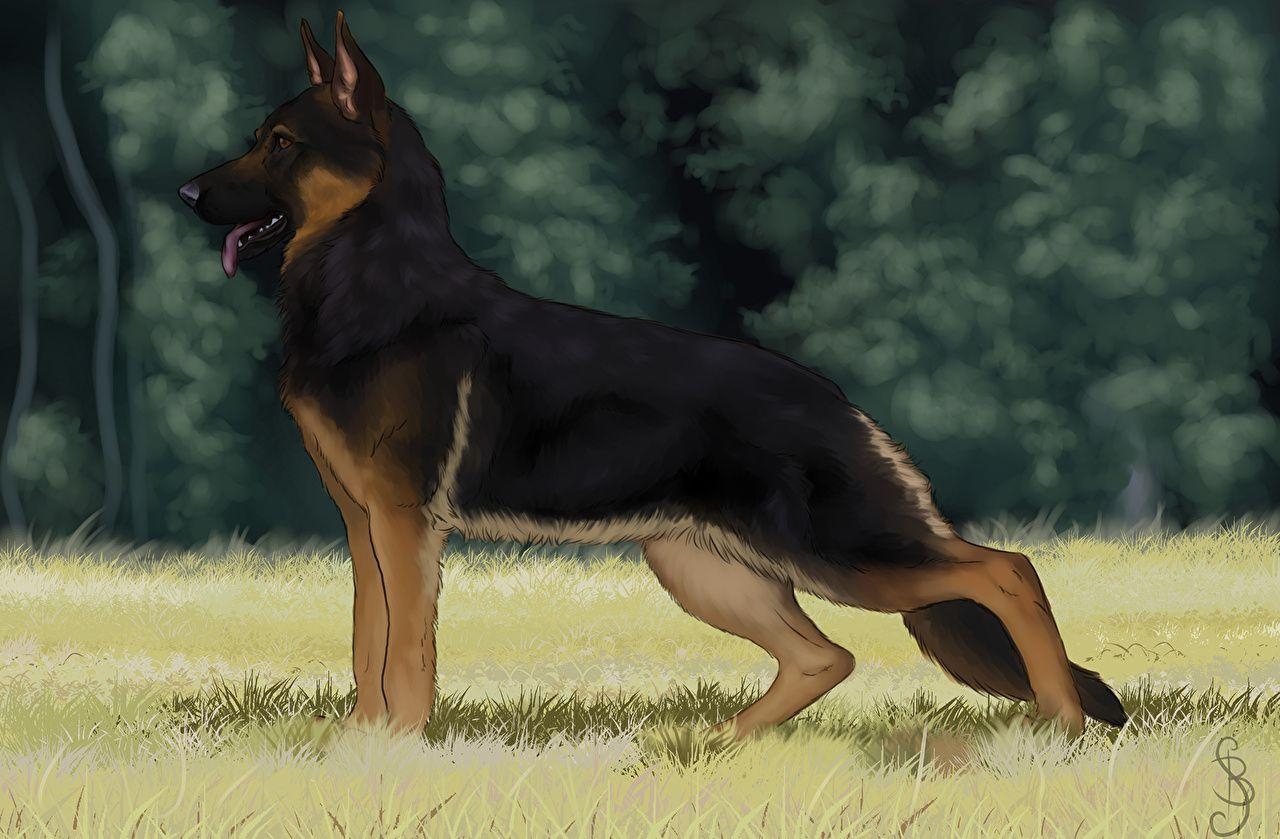 Schäferhund, Hunde, Tiere, Kunst, Malerei, 1280x840 HD Desktop