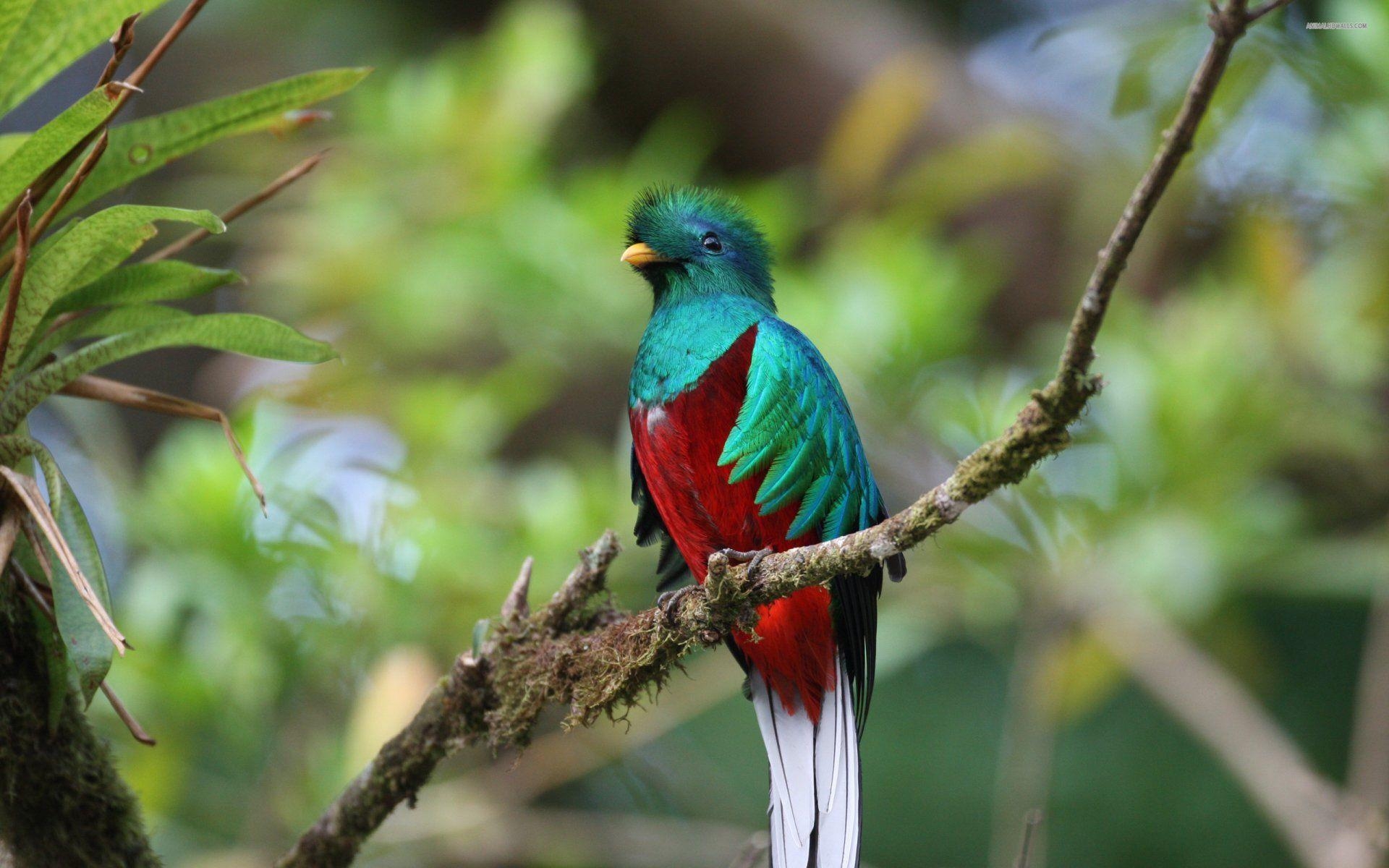 Guatemala, Quetzal, HD, Bild, Tierwelt, 1920x1200 HD Desktop