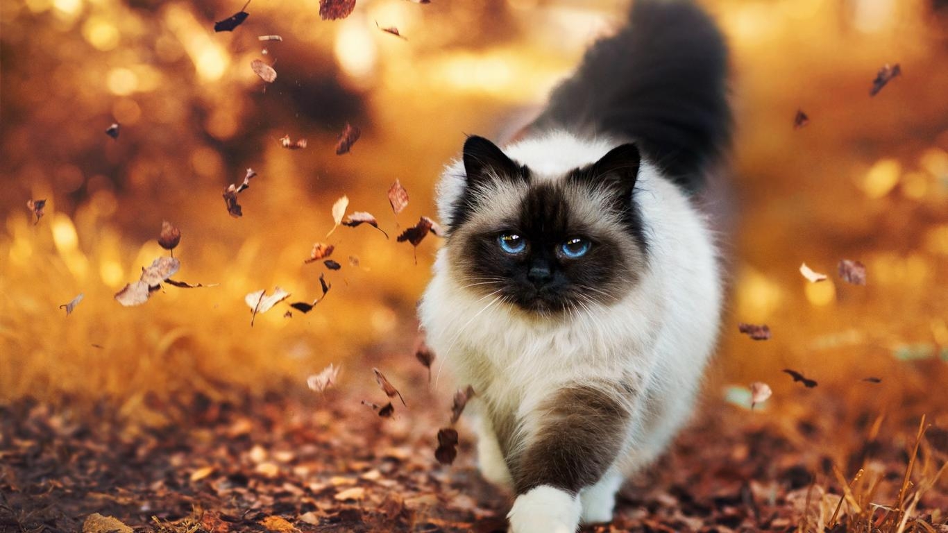 Ragdoll, Kinderfreundlich, Familien, Haustier, Katzen, 1370x770 HD Desktop