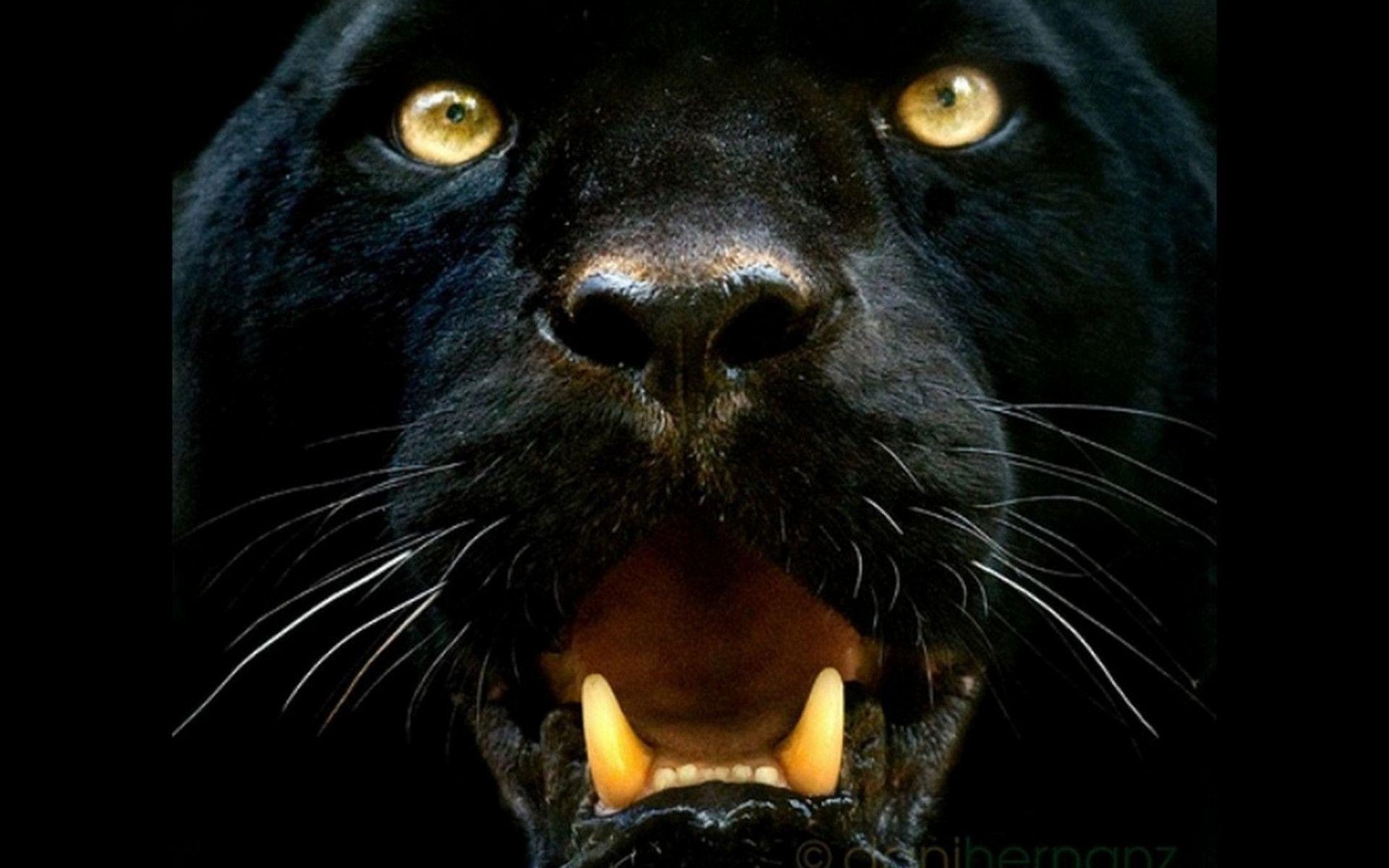 Schwarzer Panther, Full HD, Hintergrund, Bild, Wild, 1920x1200 HD Desktop