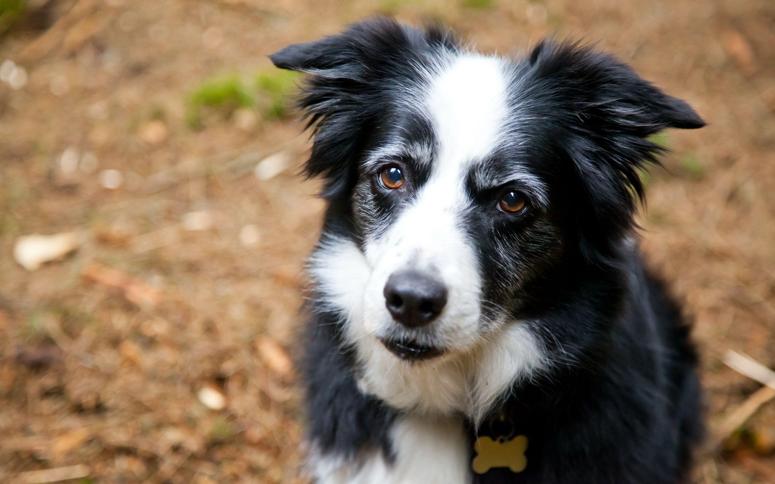 Border Collie, Hund, Bild, 49311, px, 2560x1600 HD Desktop