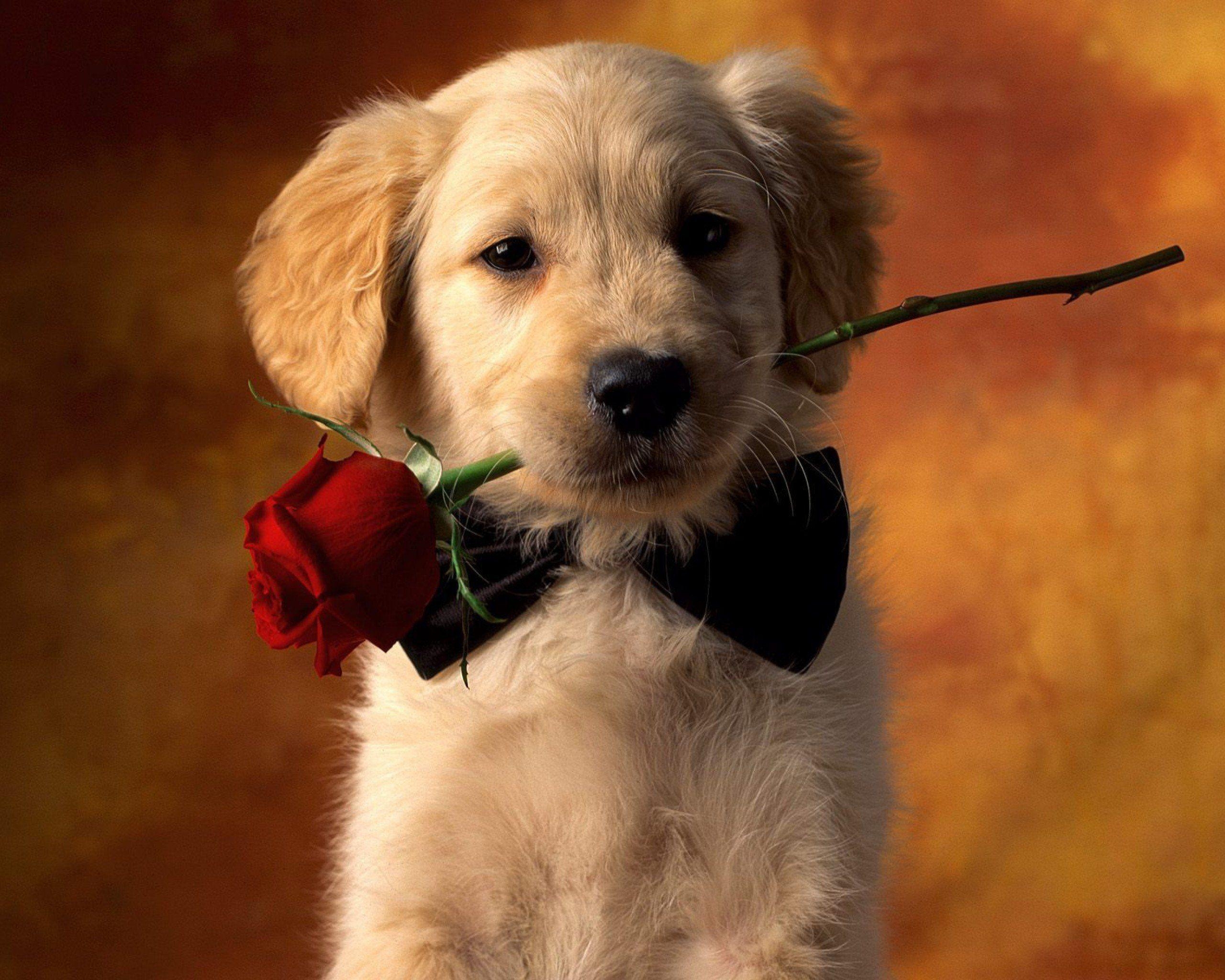 Valentinstag Hund, rote Rose, HD, süß, Hund, 2560x2050 HD Desktop