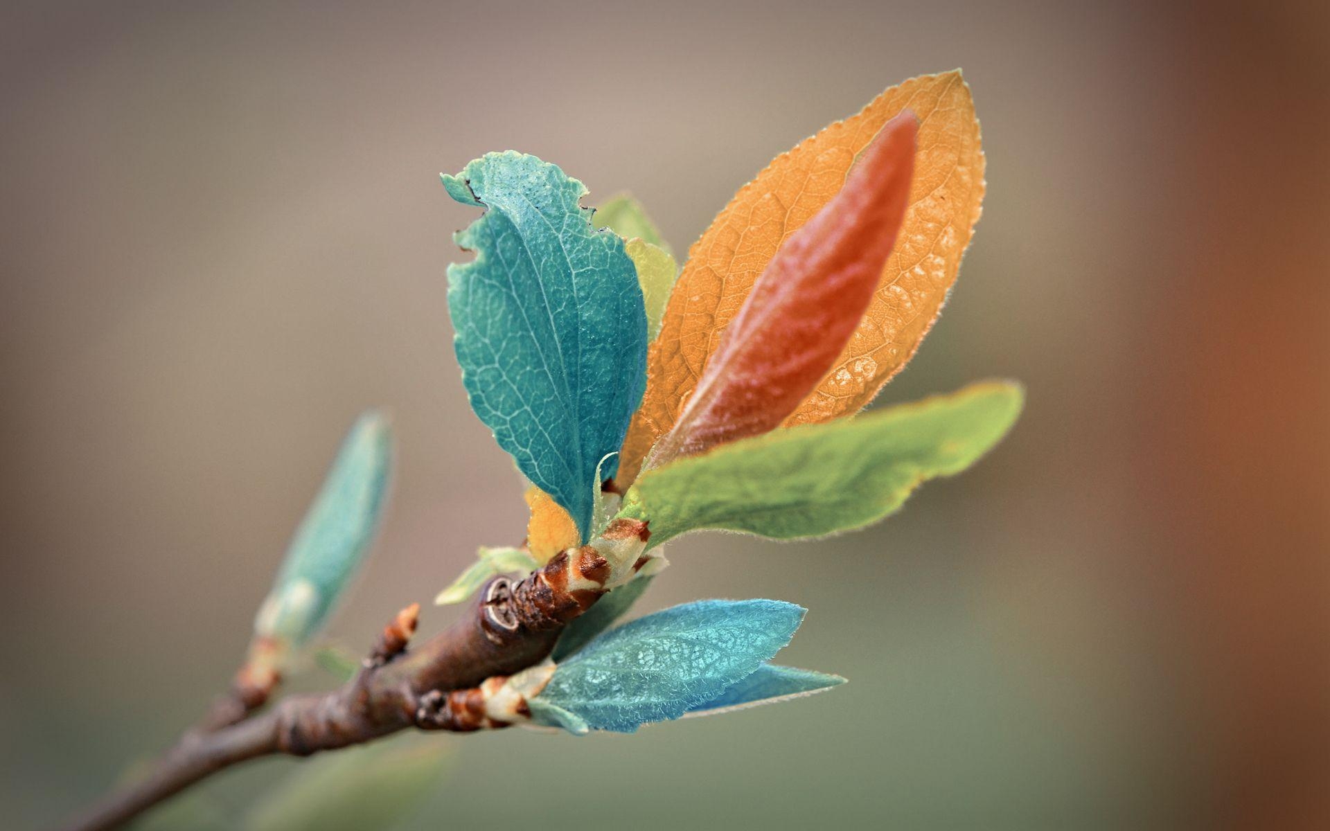 Bunte Blätter, Natur, Herbst, Farben, Landschaft, 1920x1200 HD Desktop