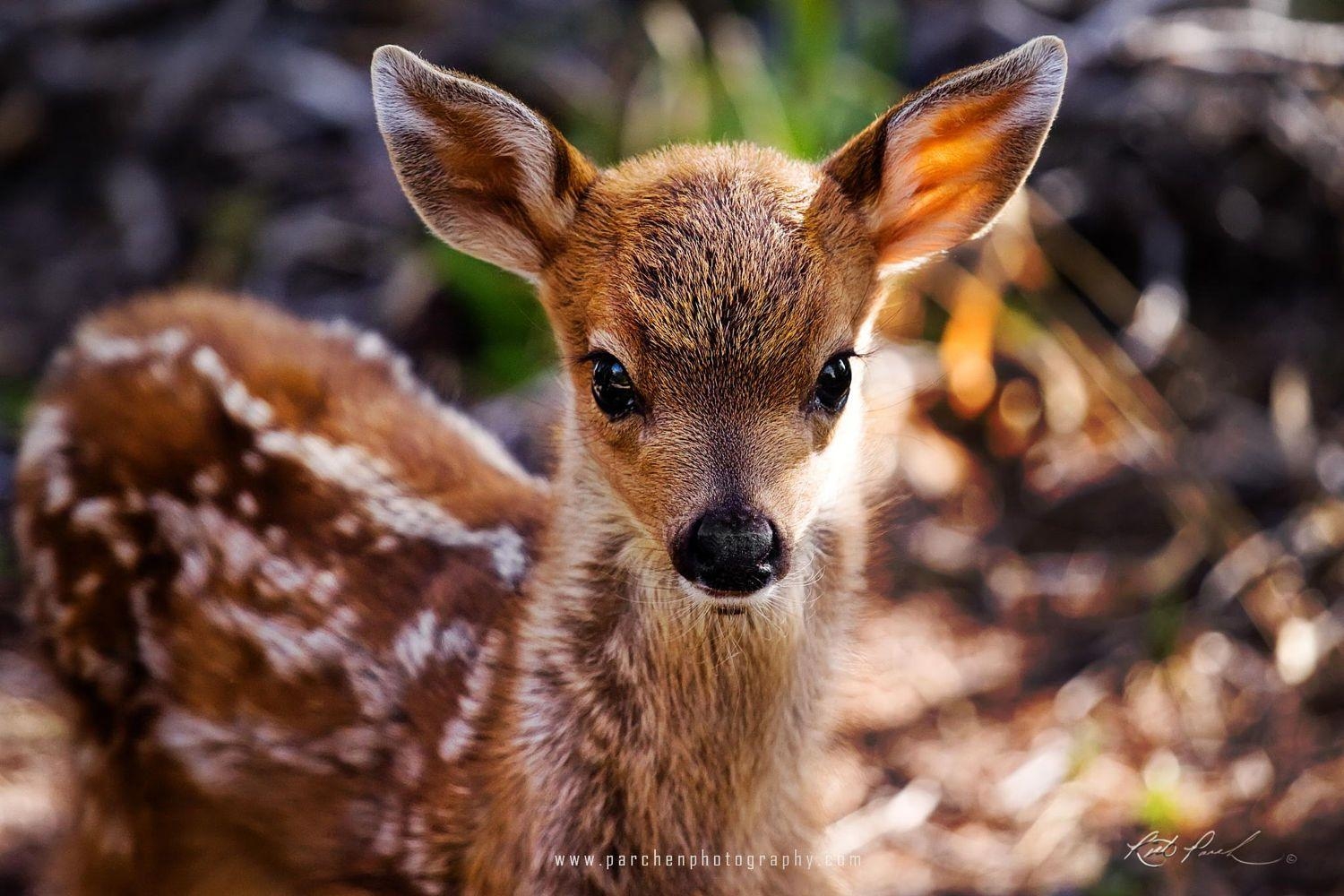 Rehkitz, Babytiere, Hintergrund, Tiere, Wald, 1500x1000 HD Desktop