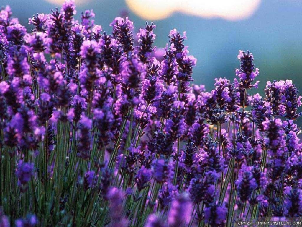 Lavendel, hohe Auflösung, Bild, Natur, HD, 1030x770 HD Desktop