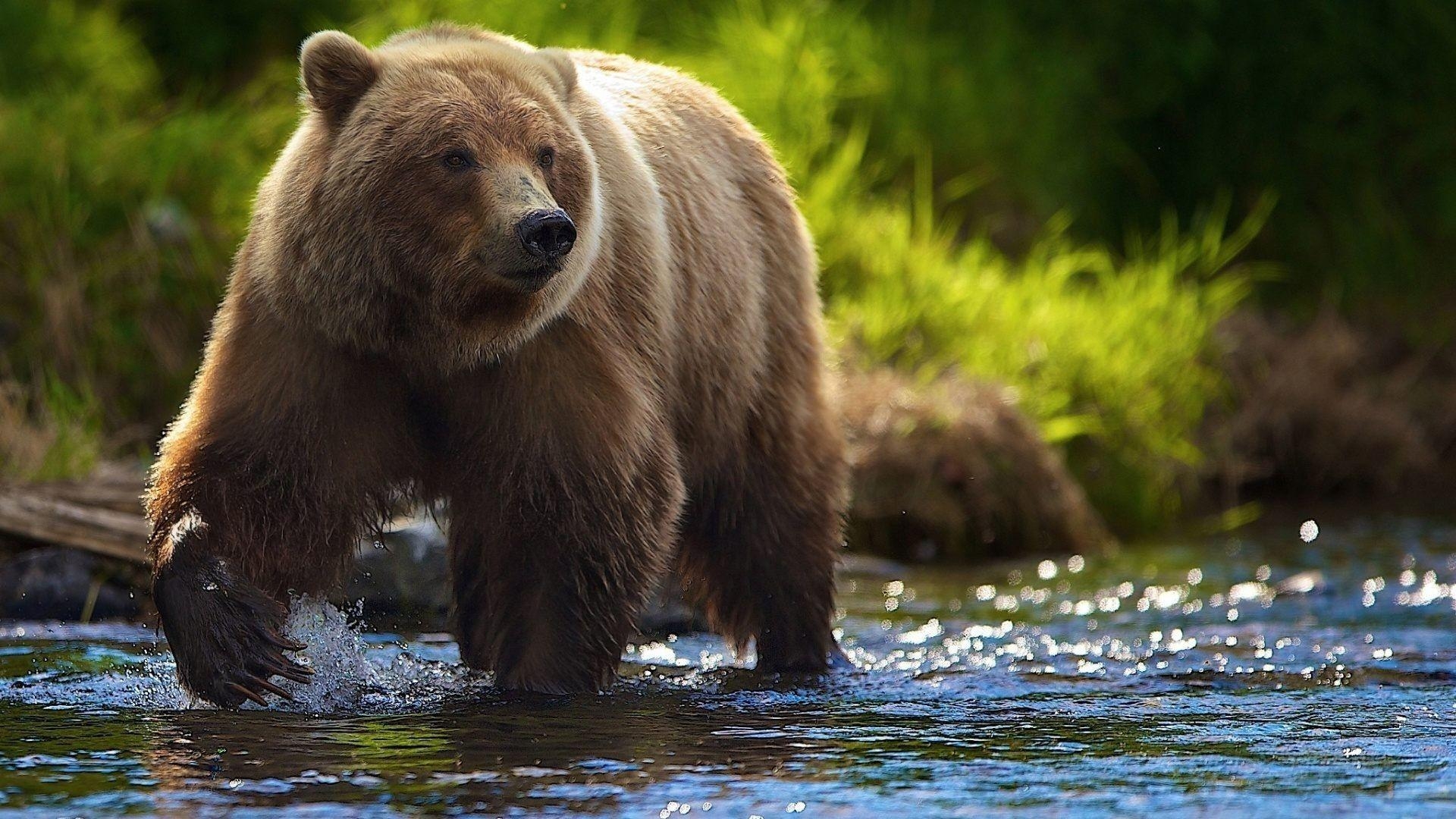 Grizzlybär, Tiere, Natur, Braunbär, Wildlife, 1920x1080 Full HD Desktop