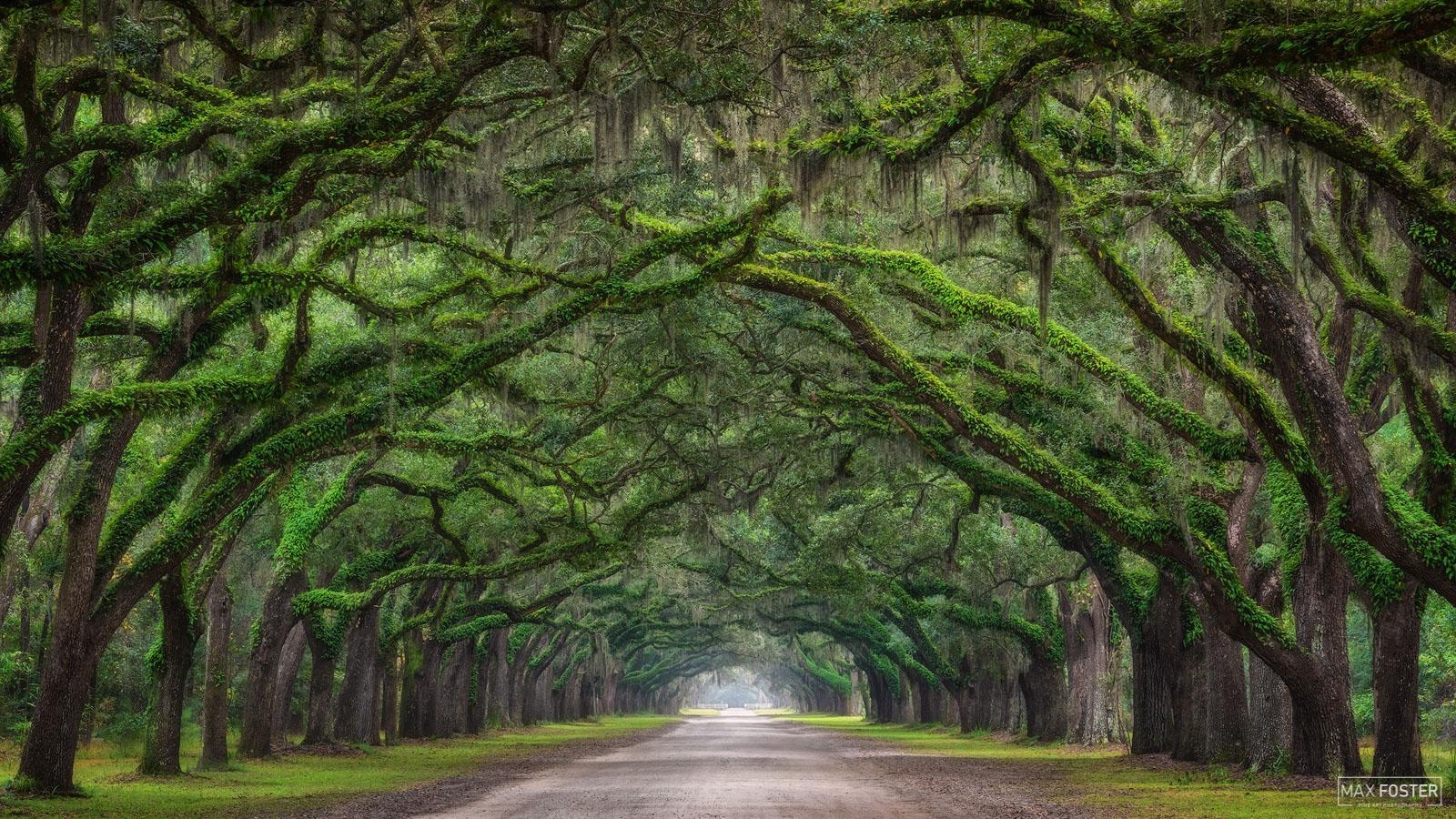 Tunnel Vision, Wormsloe, Savannah Georgia, Fotografie, 1600x900 HD Desktop