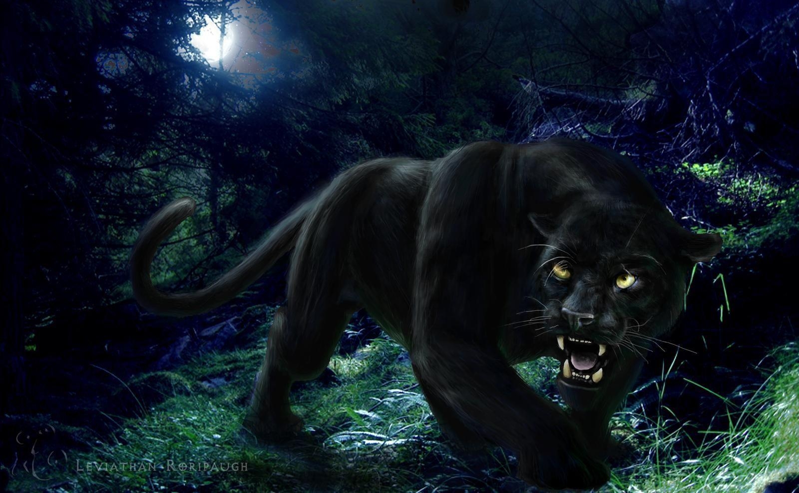 Kostenlos, Panther, Hintergrund, Bild, Tier, 1600x990 HD Desktop