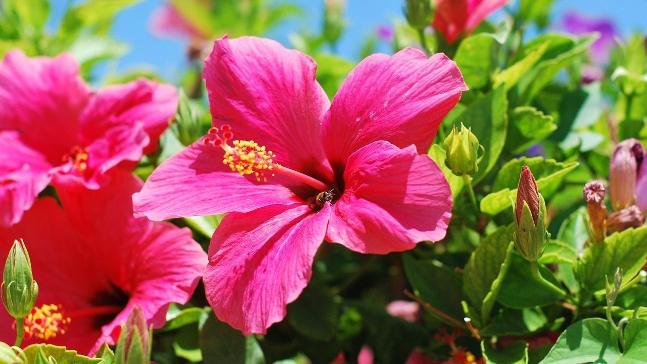 Hibiskusblume, Android, Hintergrund, Natur, Schönheit, 1280x720 HD Desktop