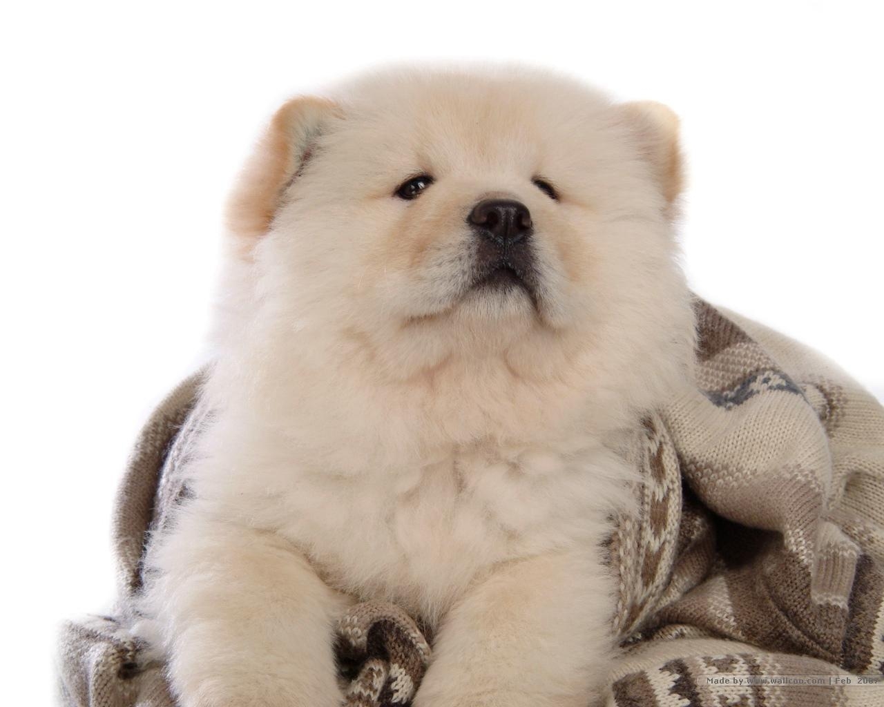 Chow Chow, Hunde, Welpen, Hintergrund, Tiere, 1280x1030 HD Desktop