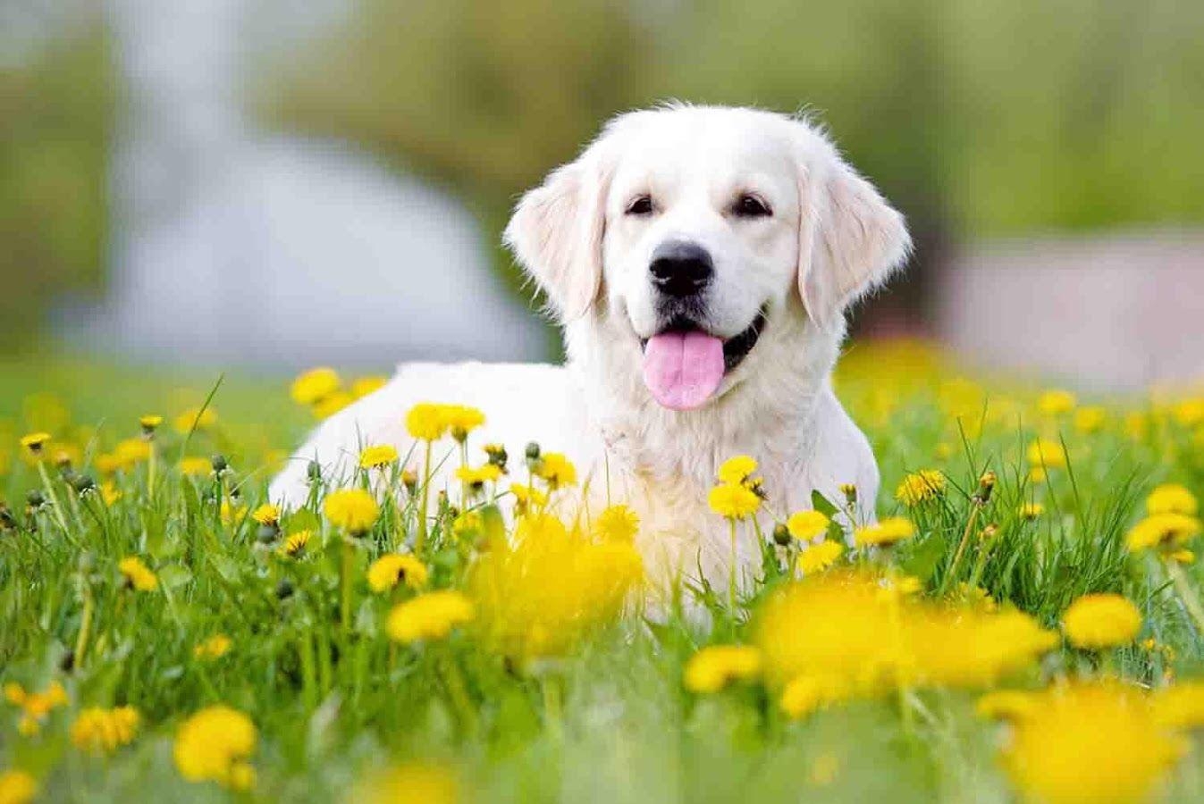 Hund, Tiere, Hintergrund, Haustiere, Welpen, 1350x900 HD Desktop