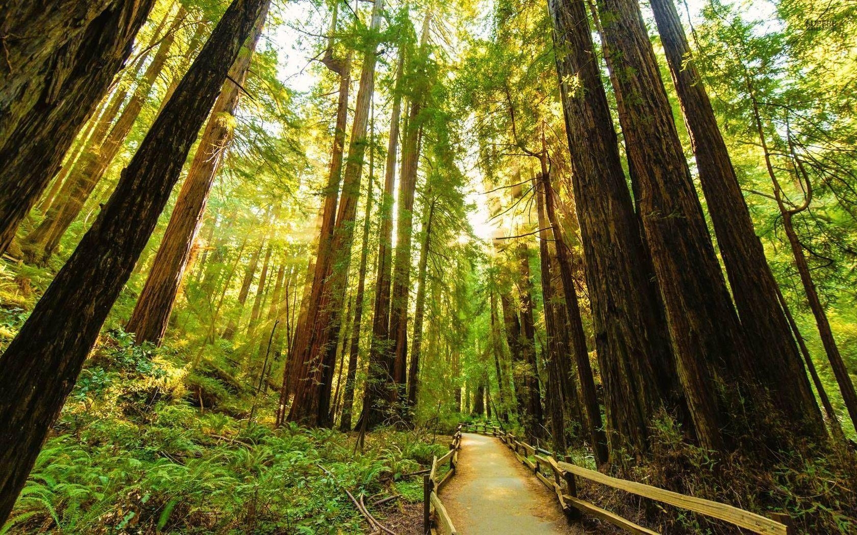 Redwood Nationalpark, Desktop, Kalifornien, Naturbilder, USA, 1680x1050 HD Desktop