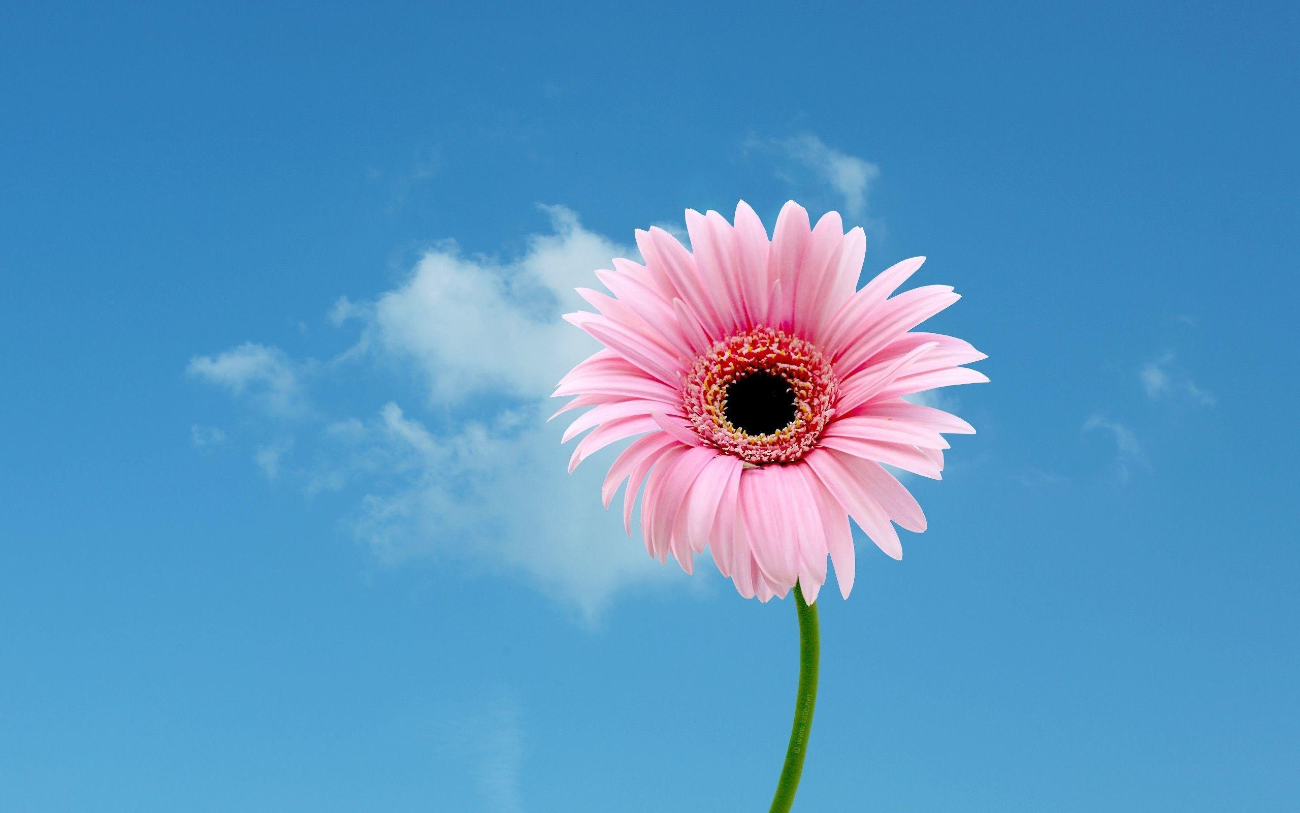 Gerbera Gänseblümchen, Hintergrund, Blumen, Natur, 2560x1600 HD Desktop