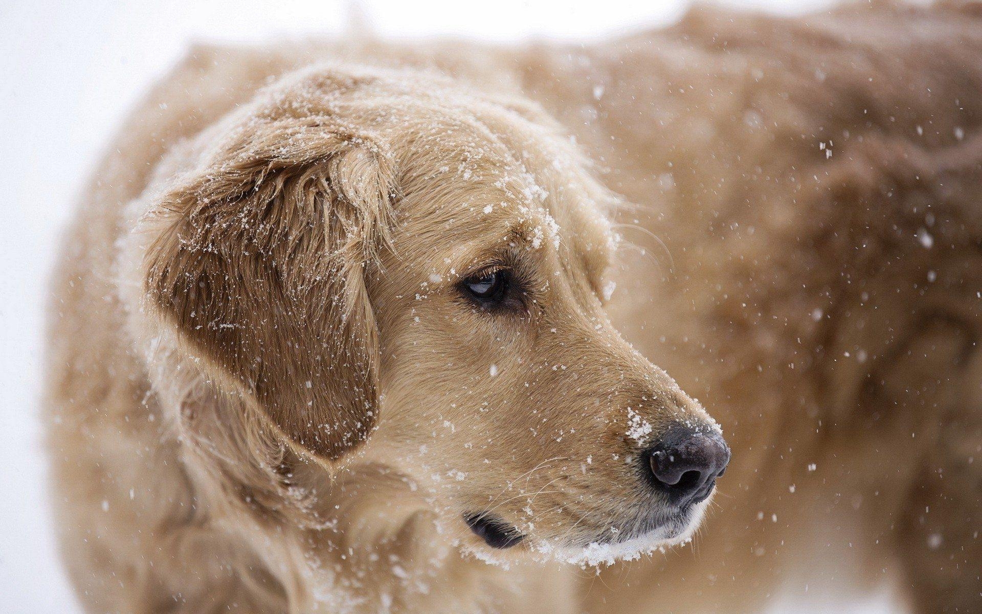 Golden Retriever, Schnee, Winter, Hund, Tier, 1920x1200 HD Desktop