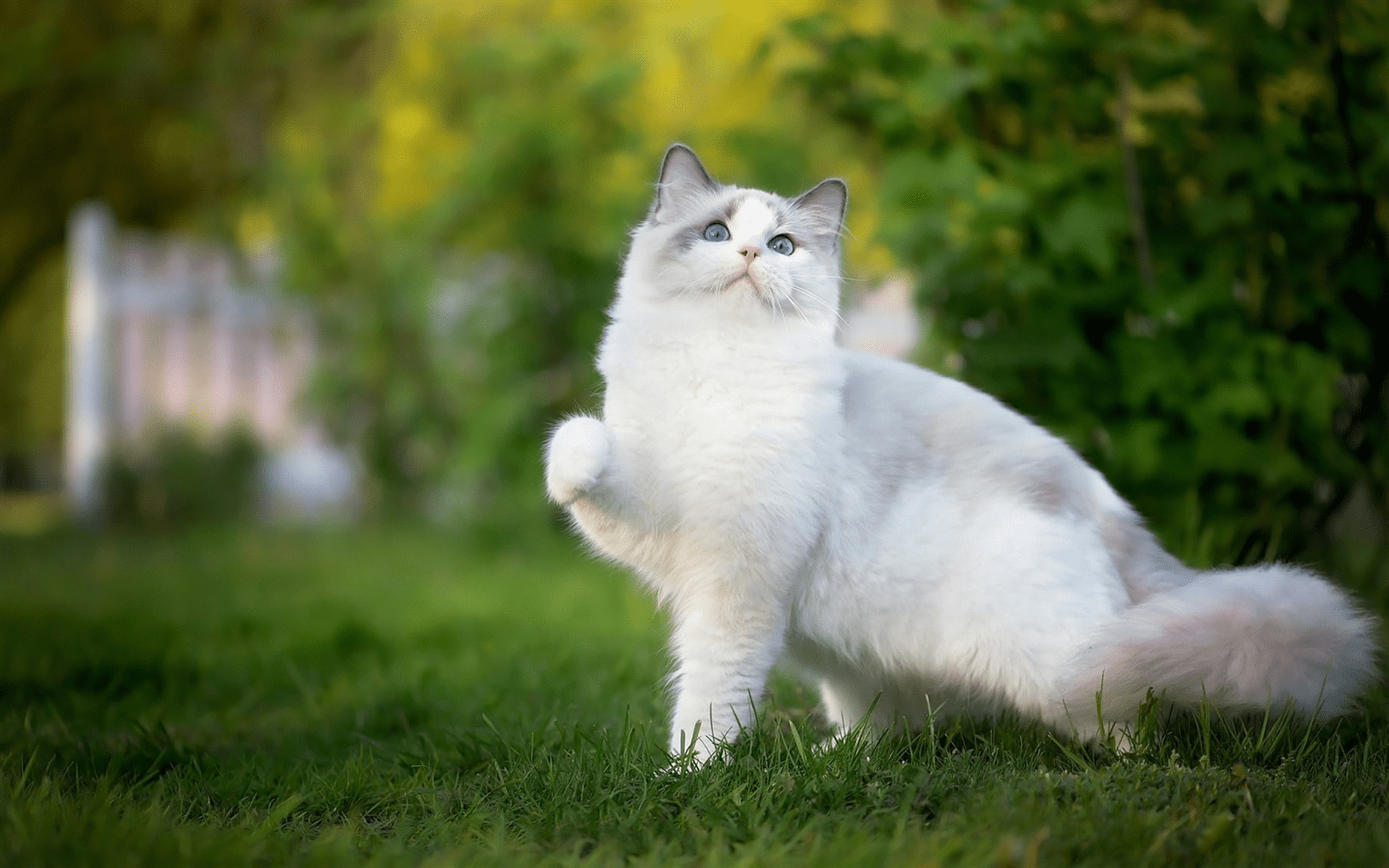 Ragdoll, Katze, Hintergrund, Niedlich, Tiere, 1920x1200 HD Desktop